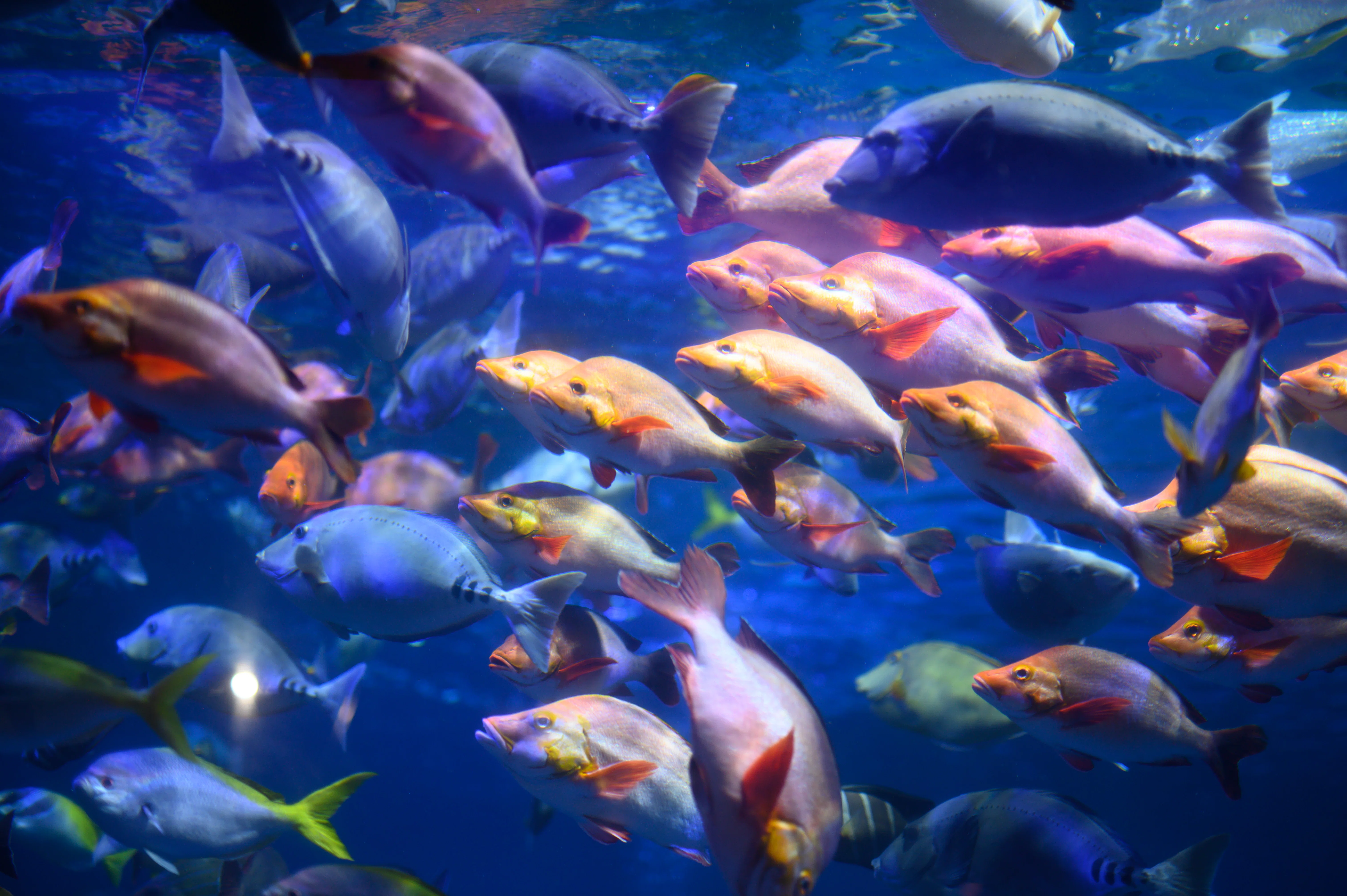 Nikon D780×鳥羽水族館｜yugesun