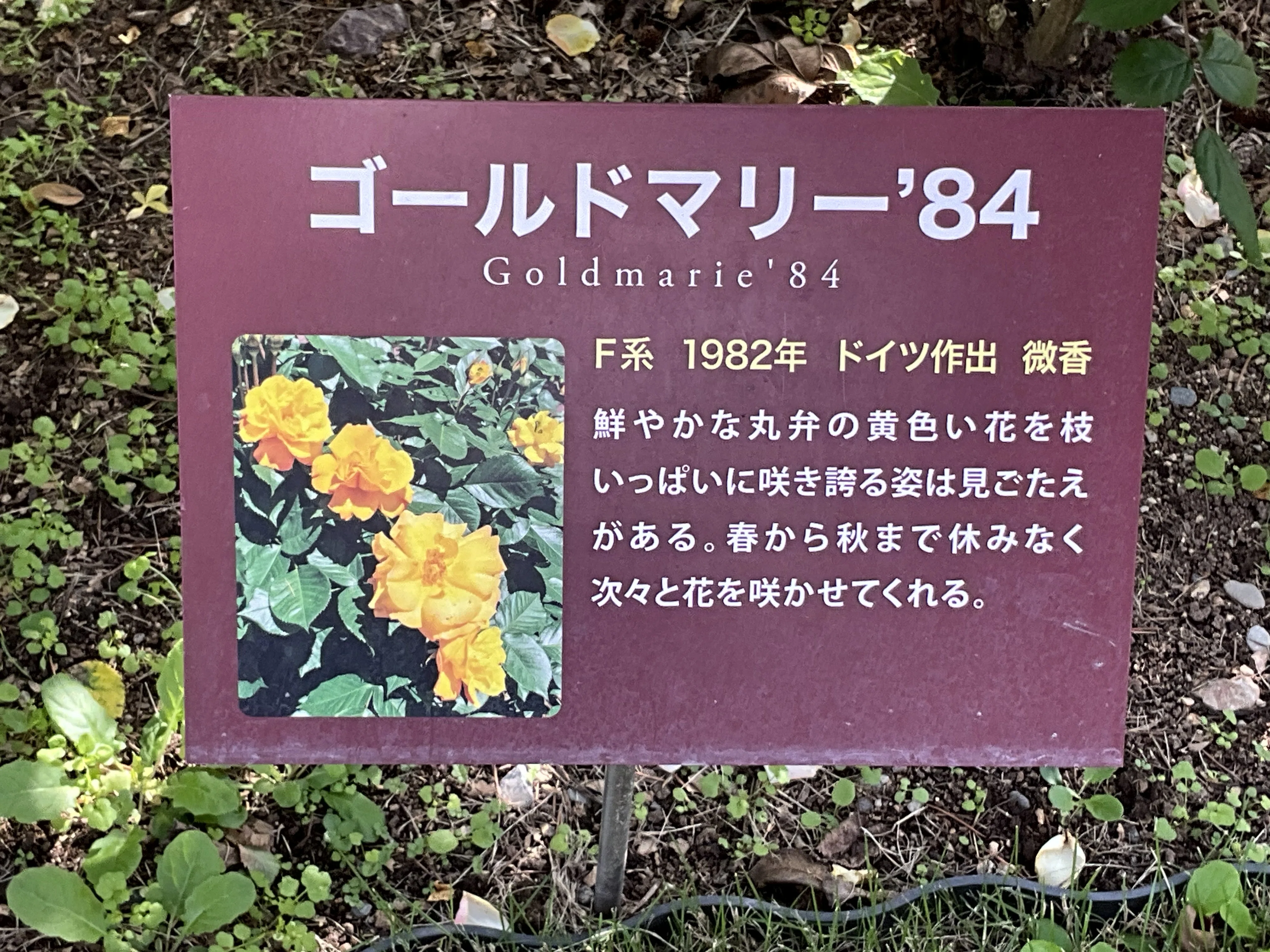 11月7日の宇多野など(京都府立植物園ばら園):2025年11月7日(金 11月7日の宇多野など(京都府立植物園ばら園):2025年11月7日(金