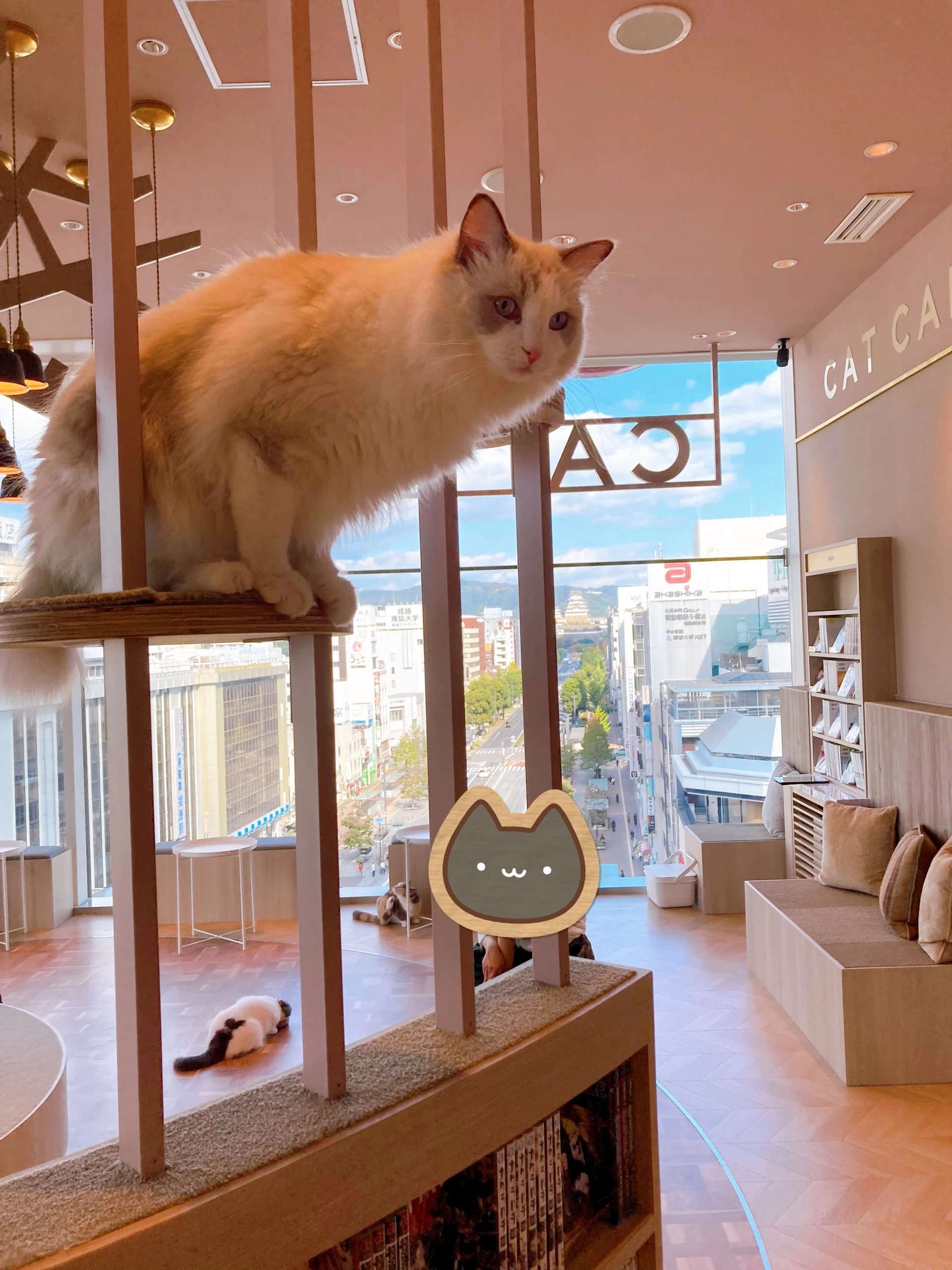 猫カフェMOCHAピオレ姫路店さんへ行ってきました｜保護猫カフェnekokokoro
