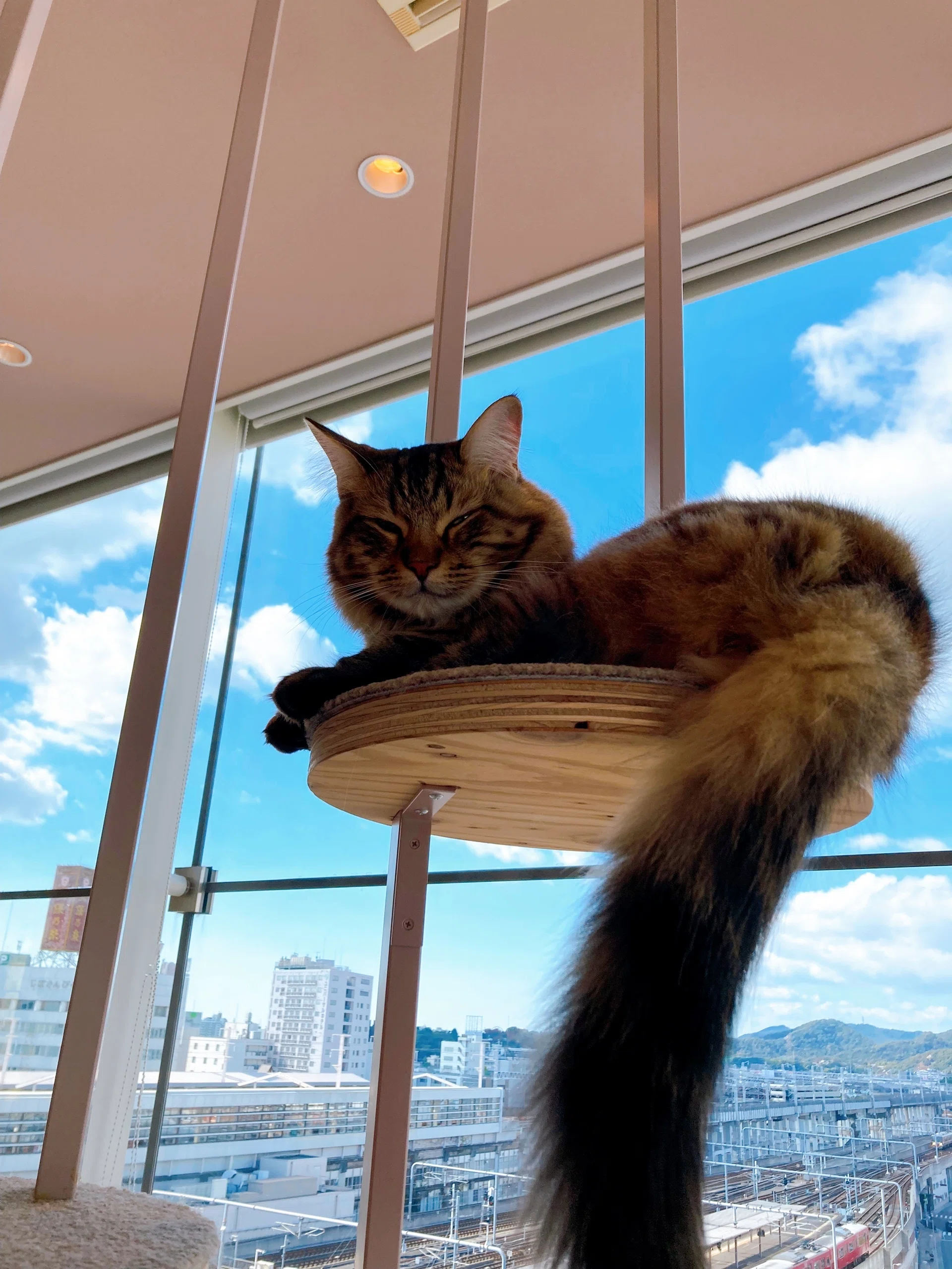 猫カフェMOCHAピオレ姫路店さんへ行ってきました｜保護猫カフェnekokokoro