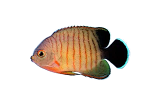 海水魚　エイブルズエンゼルフィッシュ　約8cm エイブルズエンゼルフィッシュの魅力5選｜ラブちん