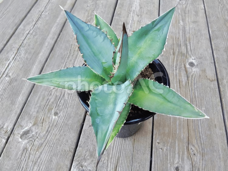 2025年最新版】アガベ・チタノタとオテロイの違いを徹底解説！見分け方