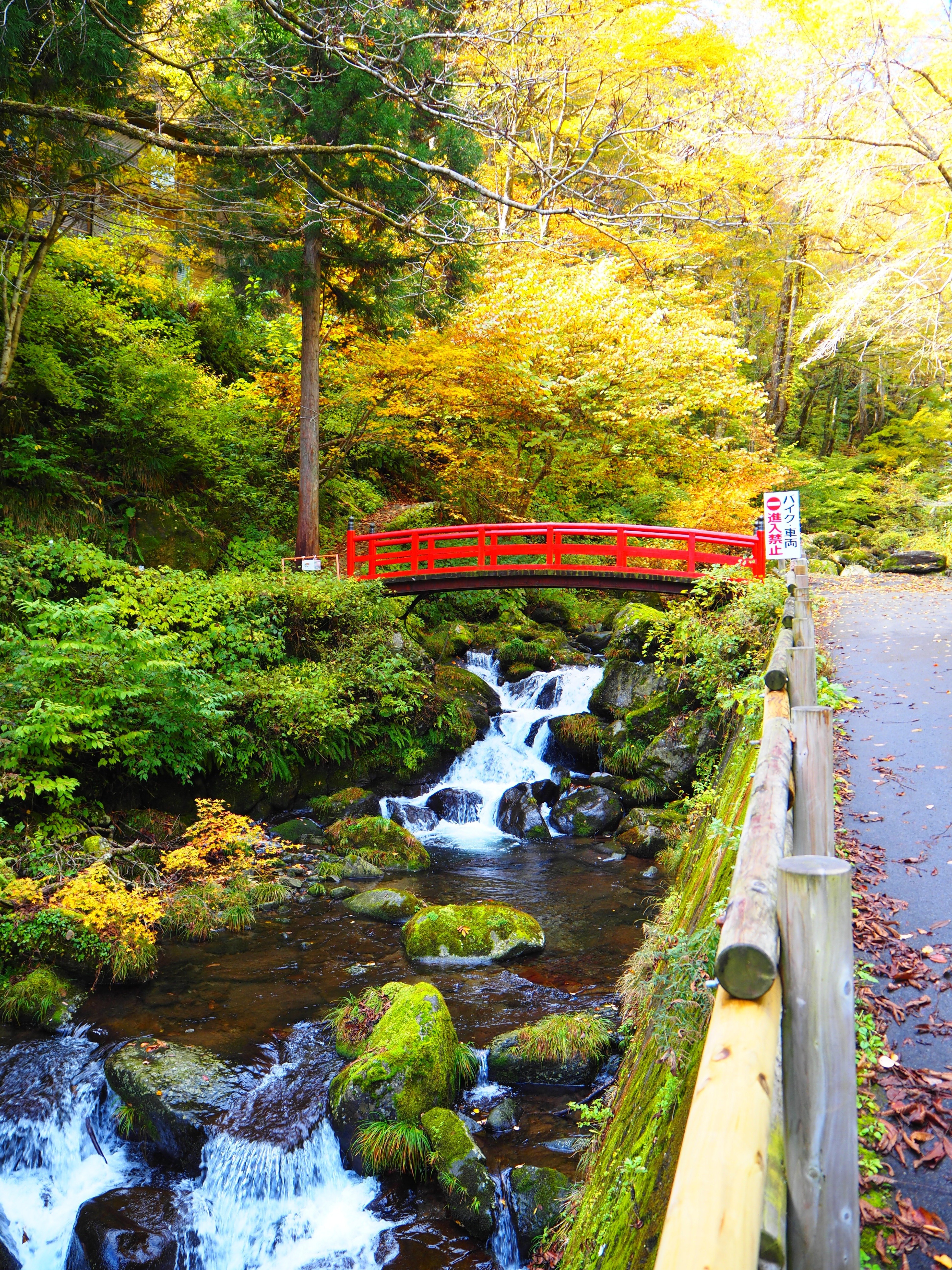 秘境の阿弥陀ヶ滝を彩る絶景の紅葉狩り｜すすむ