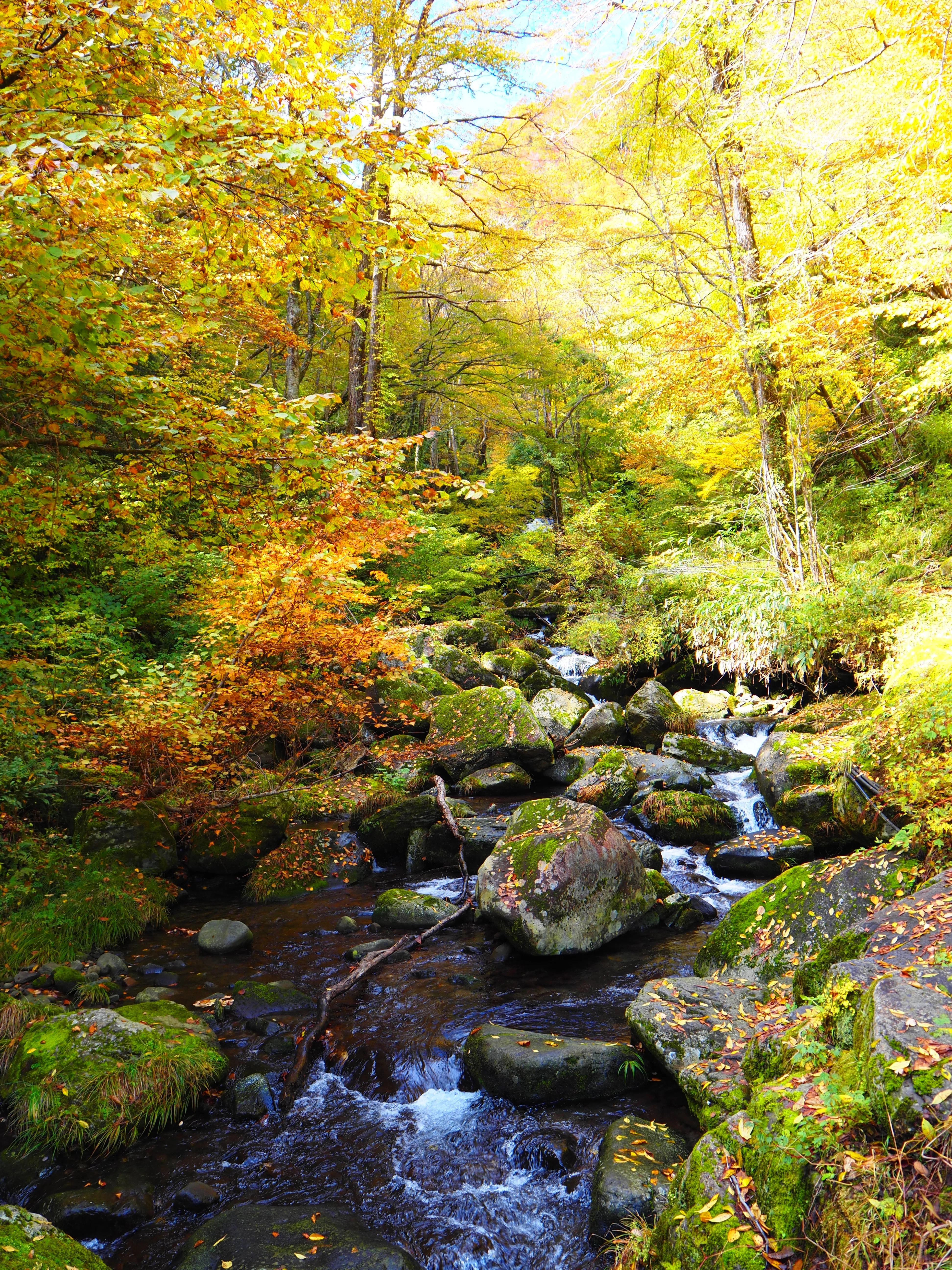 秘境の阿弥陀ヶ滝を彩る絶景の紅葉狩り｜すすむ