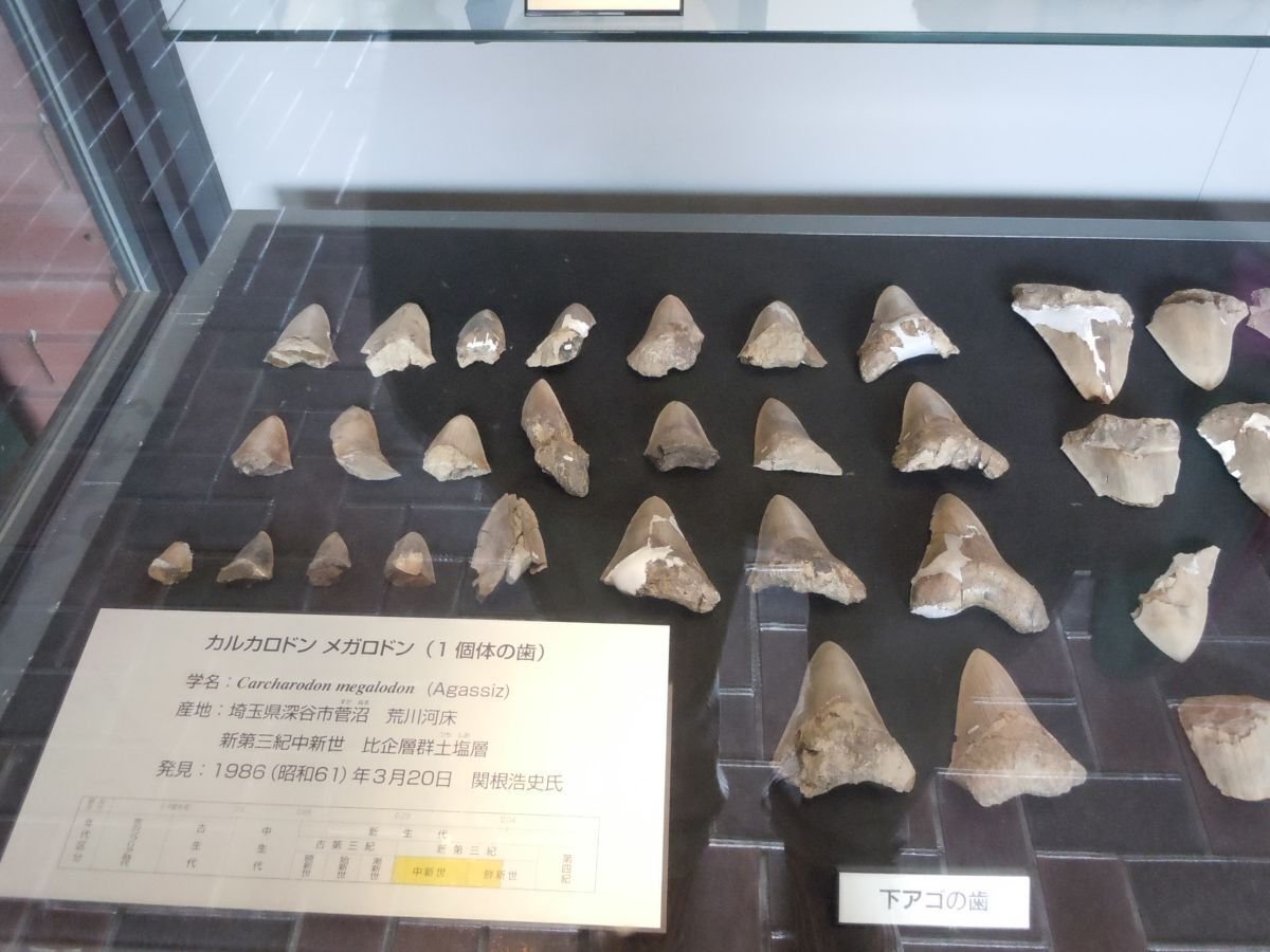 化石を文化的視点から見る ～メガロドン編＆サメ全体についても