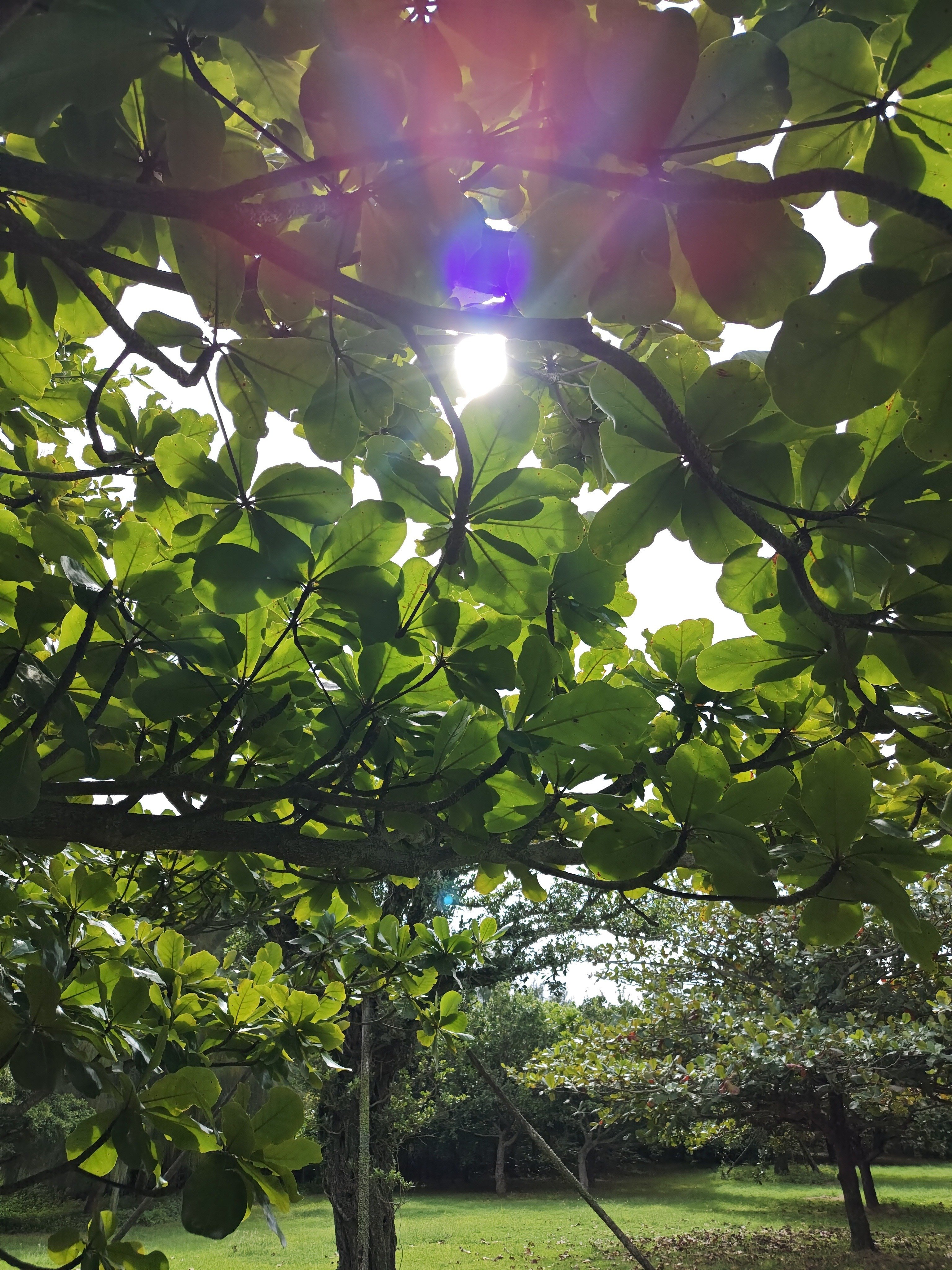 モモタマナ(マジックリーフ)の種｜沖縄ゆんたくひんたく(南国太郎)