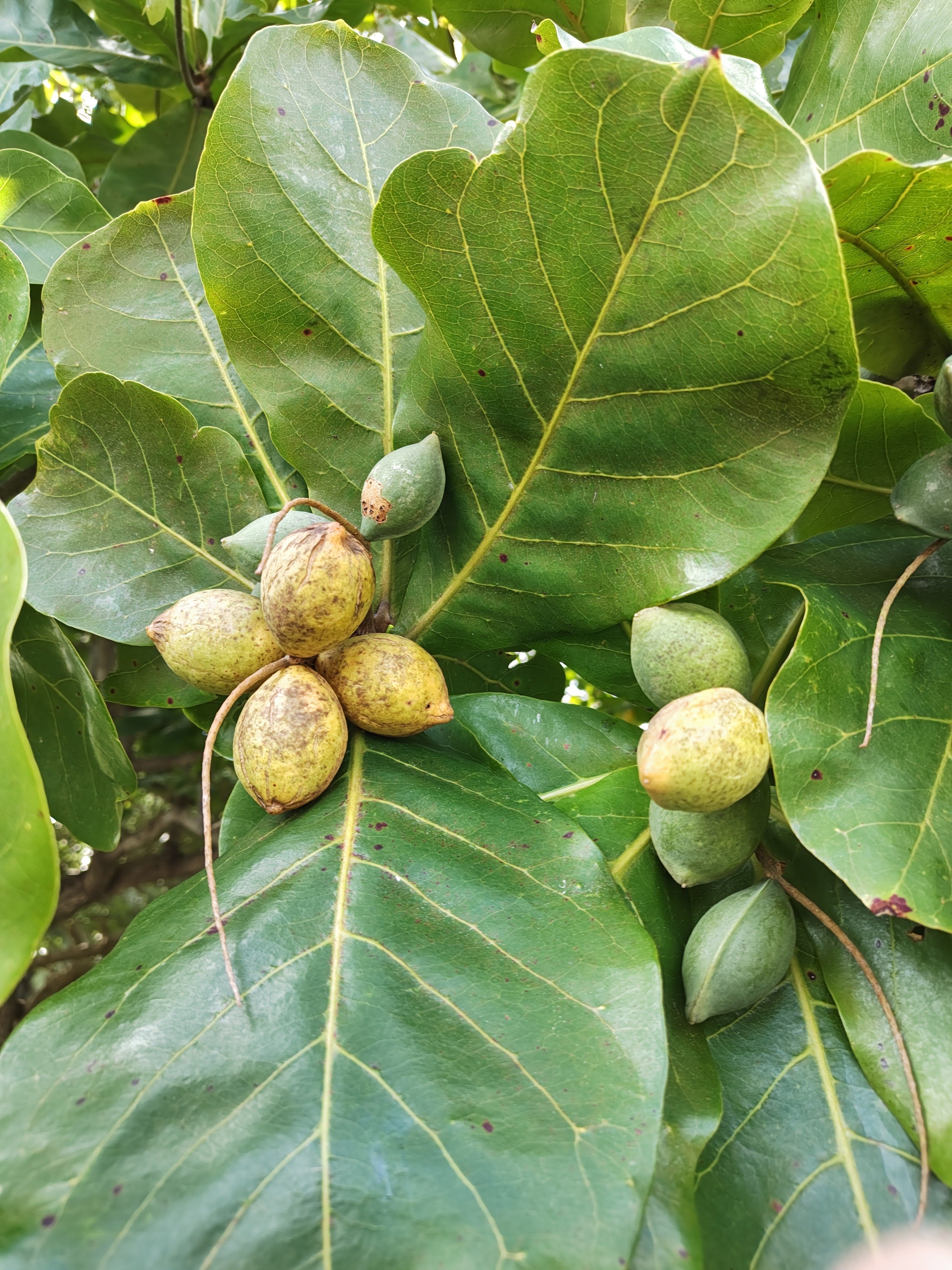 モモタマナ(マジックリーフ)の種｜沖縄ゆんたくひんたく(南国太郎)