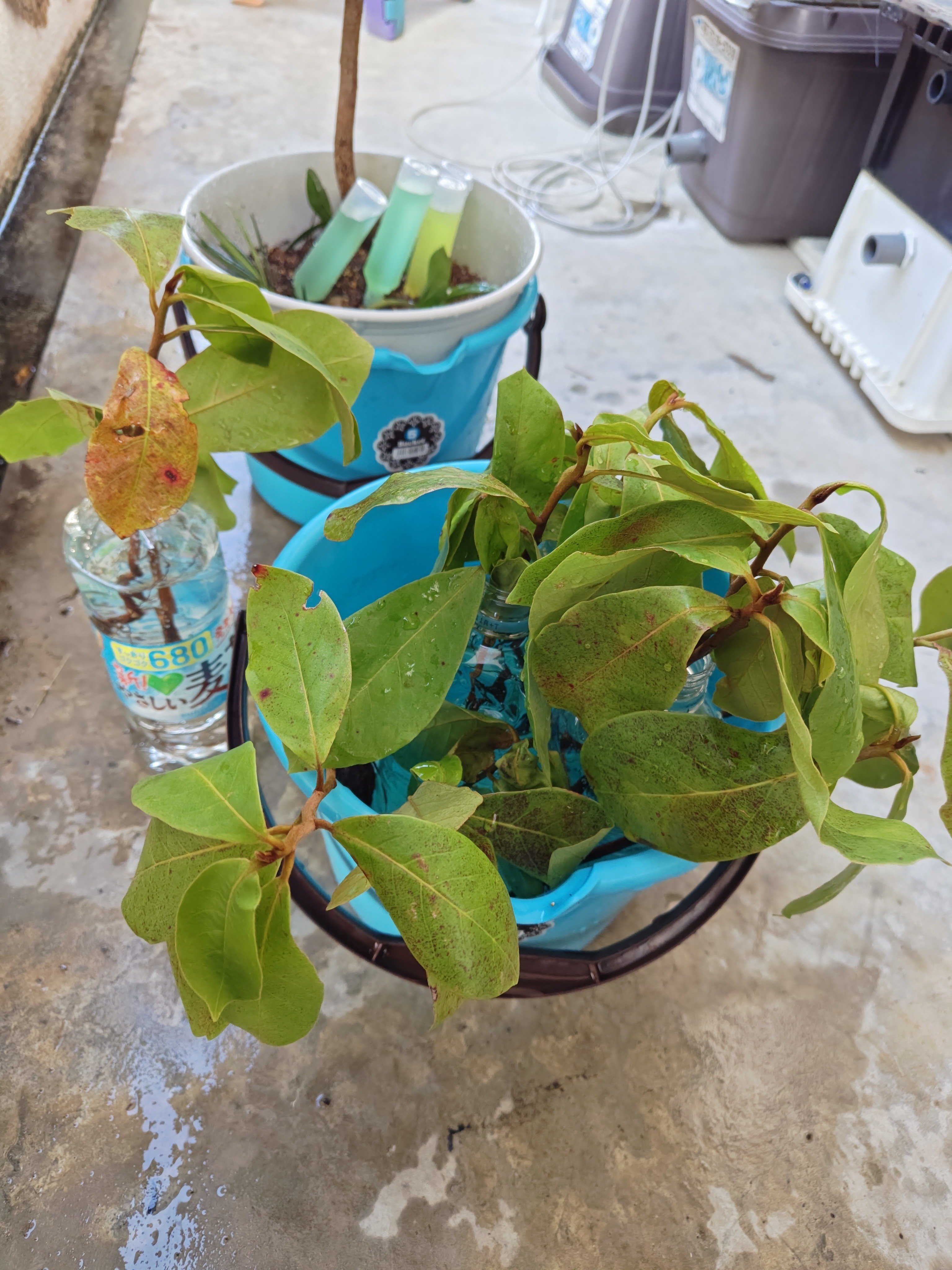 モモタマナ(マジックリーフ)の種｜沖縄ゆんたくひんたく(南国太郎)