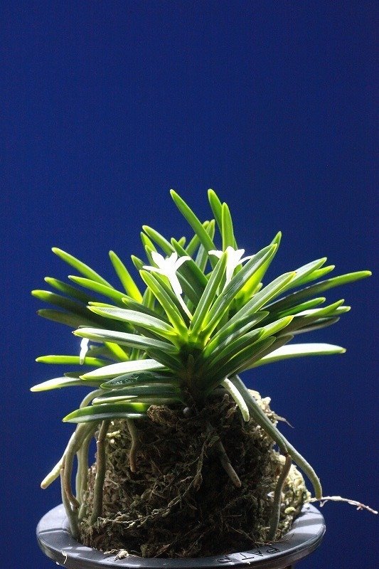 富貴蘭「立大鵬」の花｜KJ Morison