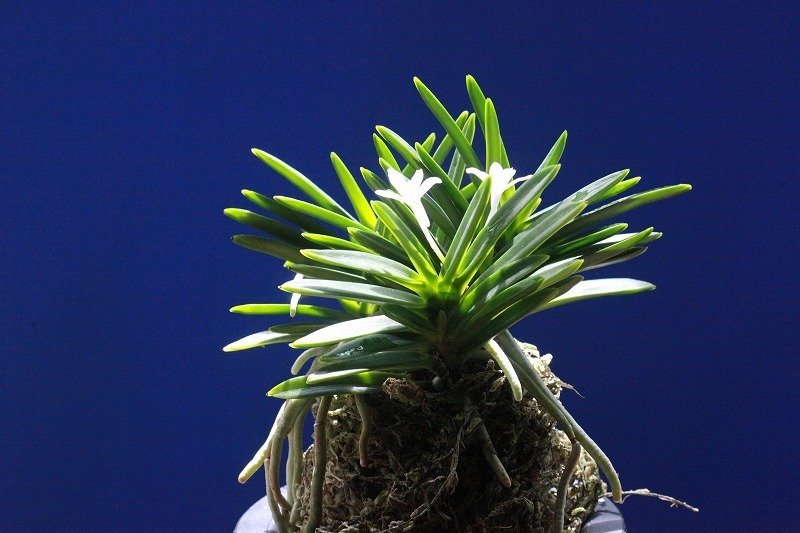 富貴蘭「立大鵬」の花｜KJ Morison