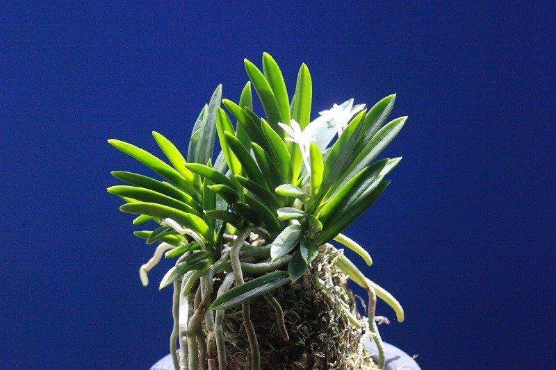 富貴蘭「立大鵬」の花｜KJ Morison