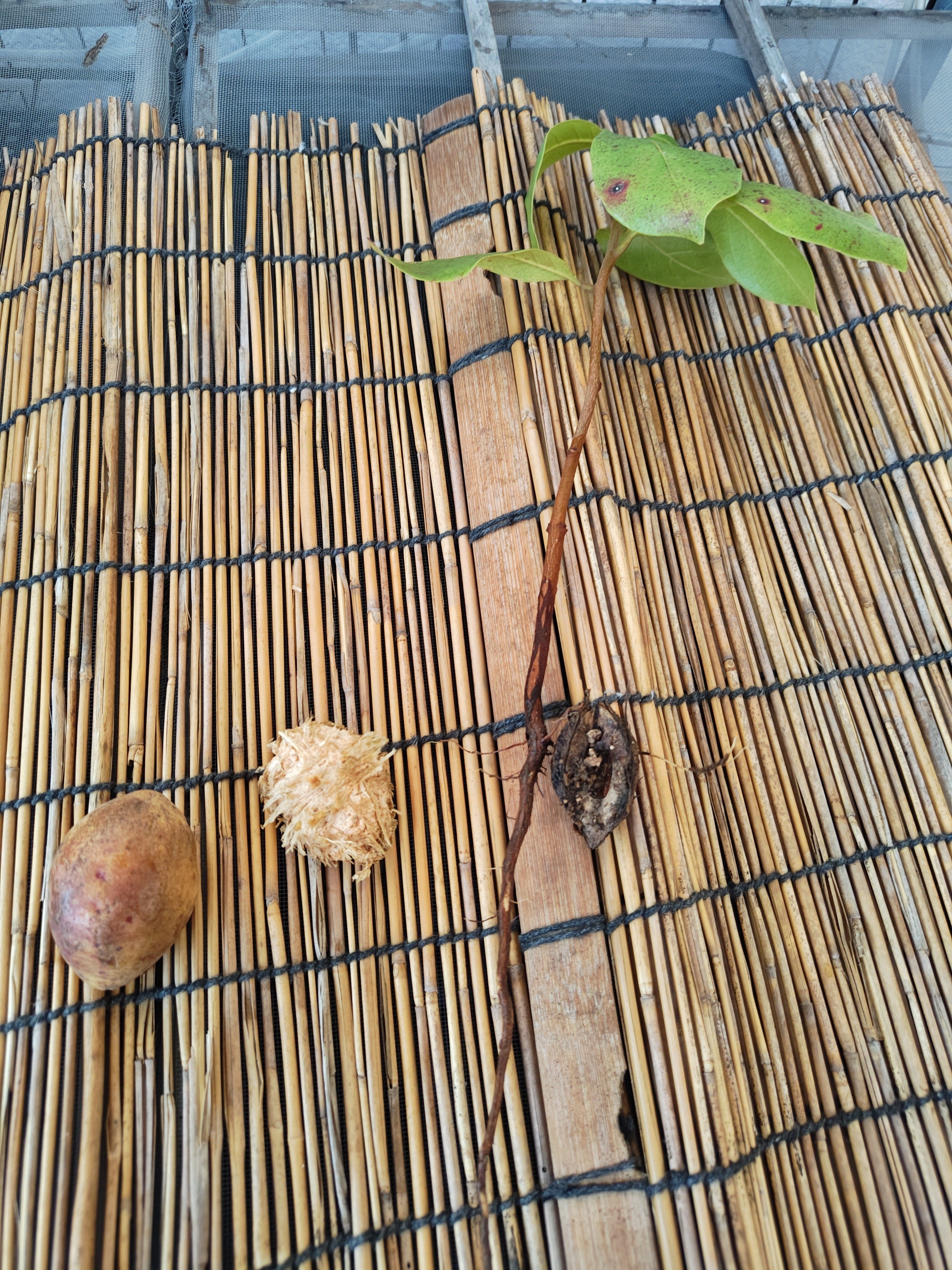 モモタマナ(マジックリーフ)の種｜沖縄ゆんたくひんたく(南国太郎)