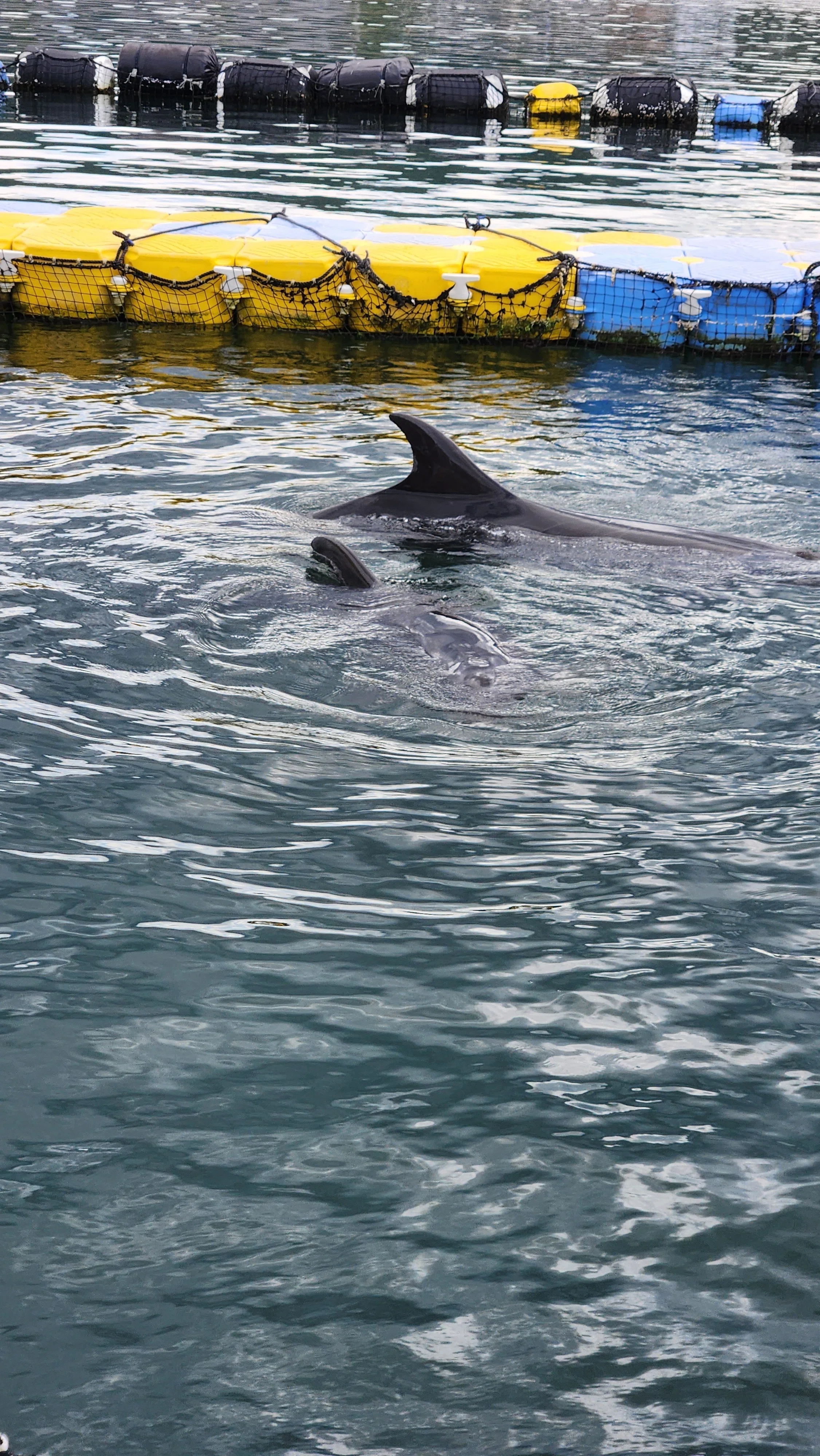 🐬イルカのセラピー🐬を受ける【日本ドルフィンセンター訪問レポ】｜前髪