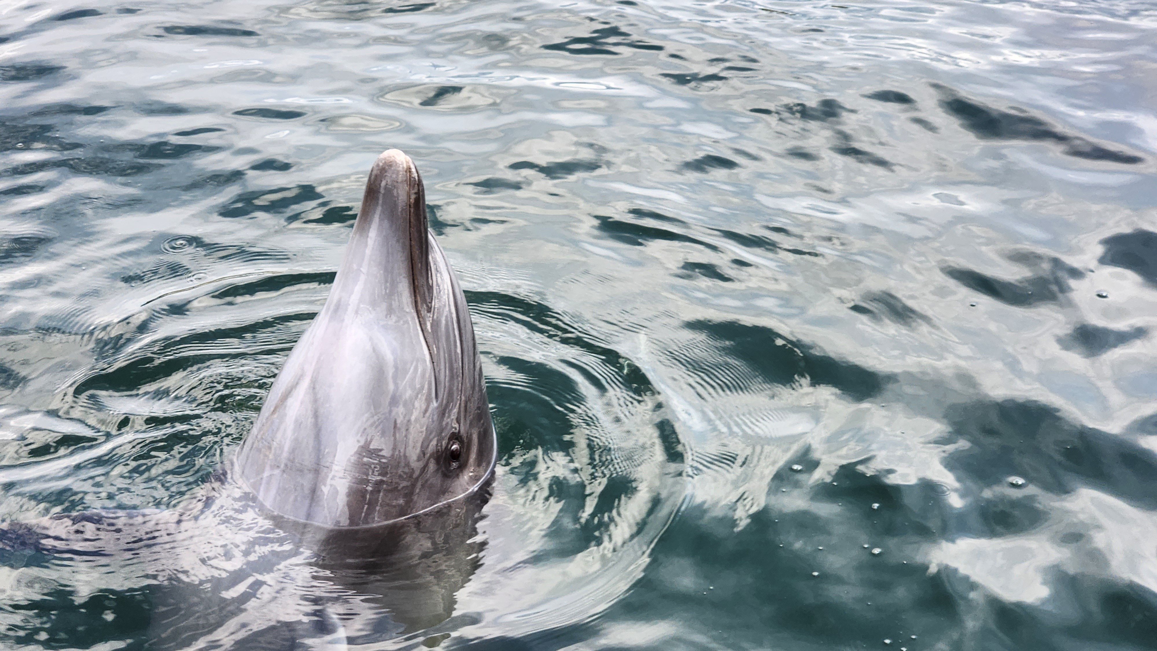 🐬イルカのセラピー🐬を受ける【日本ドルフィンセンター訪問レポ】｜前髪