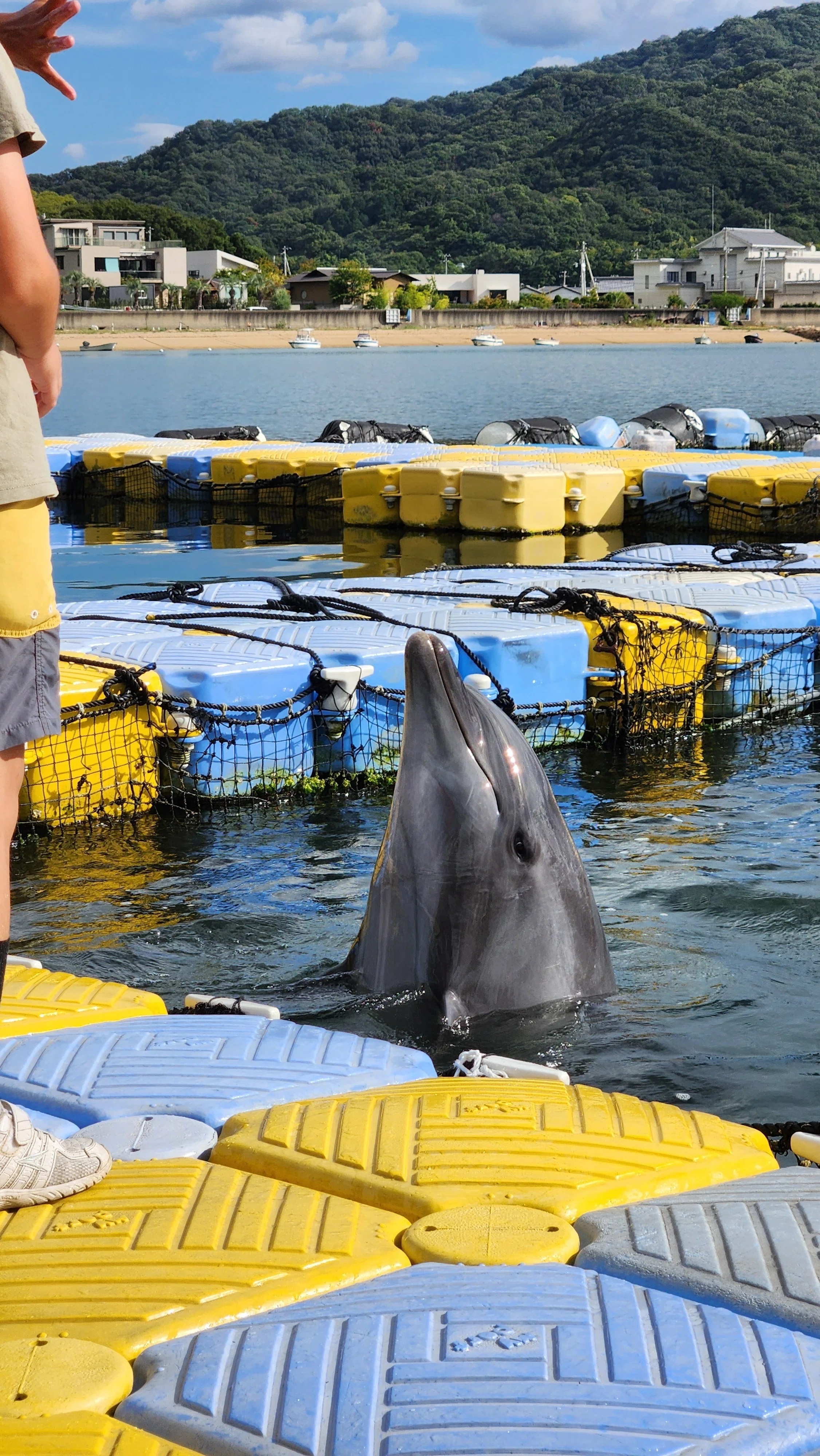 🐬イルカのセラピー🐬を受ける【日本ドルフィンセンター訪問レポ】｜前髪