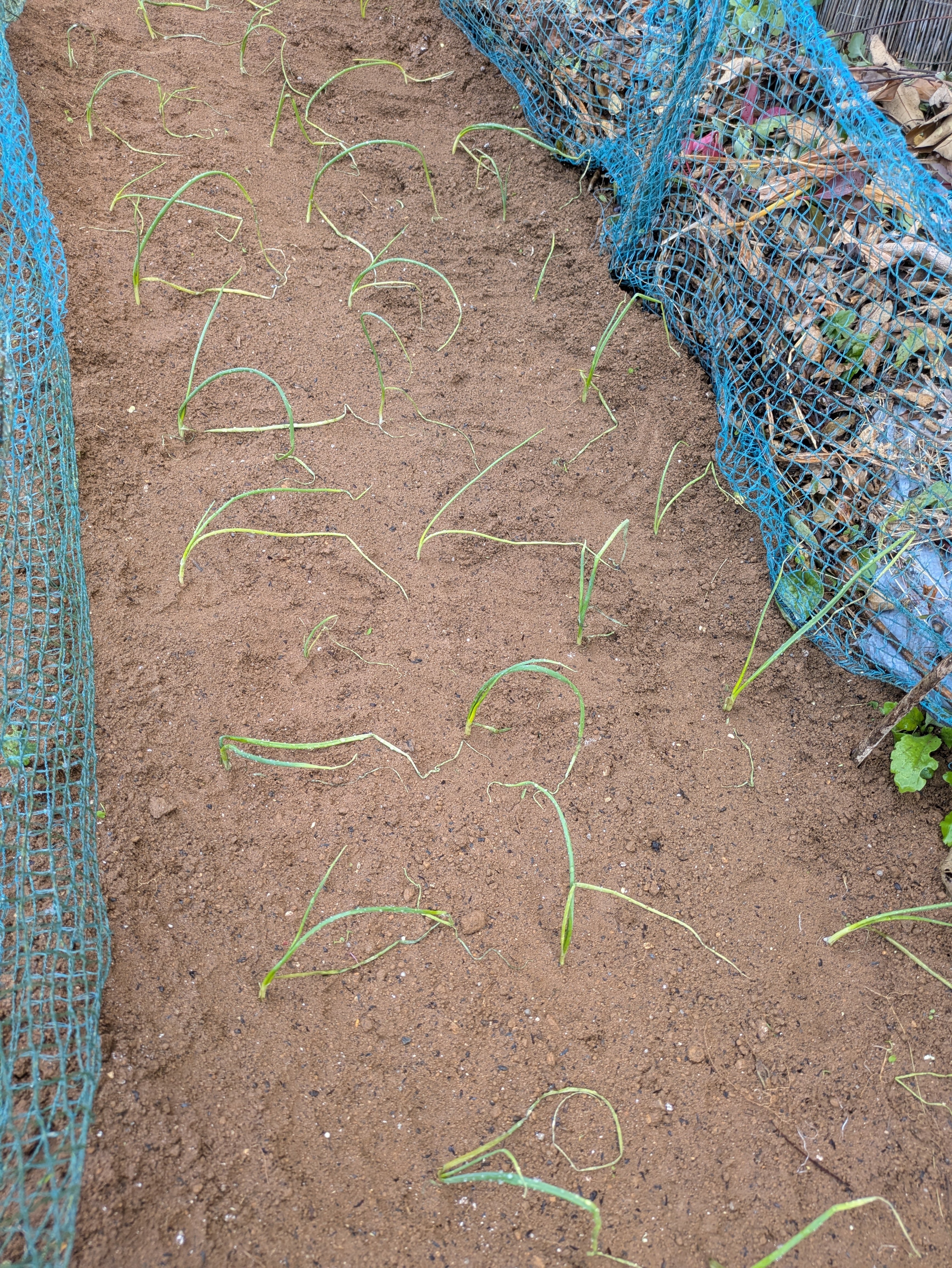 玉ねぎ苗とイチゴ苗の植え付け完了。年内の家庭菜園も一通り終了です