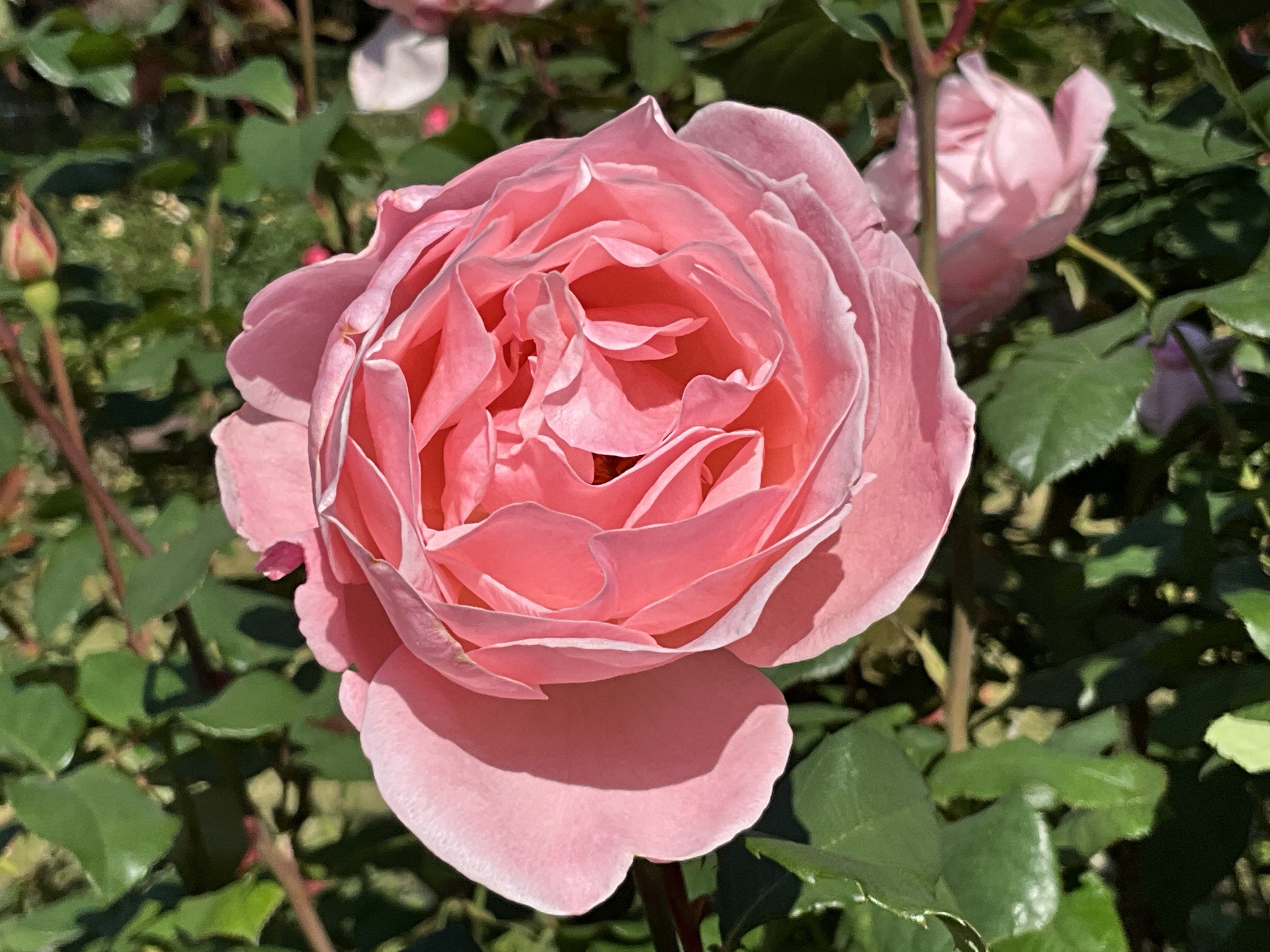 11月8日のデスティニィなど（京都府立植物園ばら園）：2025年11月8日