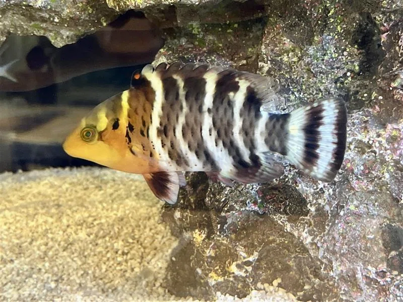 KAIKENのチイサナ水族館 みやこじま いきものナビ ～ヤシャベラ