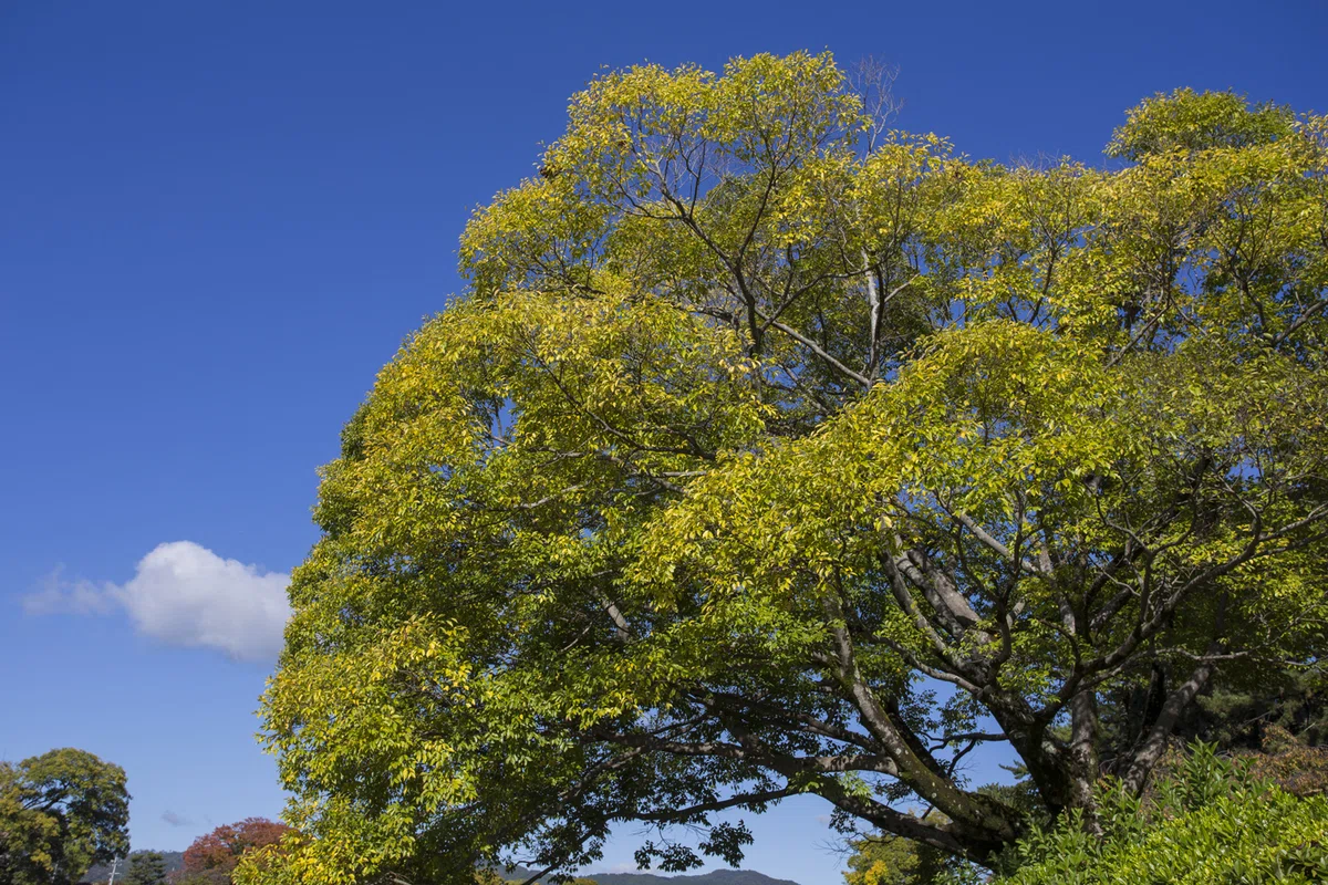 自然写真家より・・11月2日の撮影記録・（風景写真・植物写真・野鳥写真・両生類写真）｜飯村茂樹