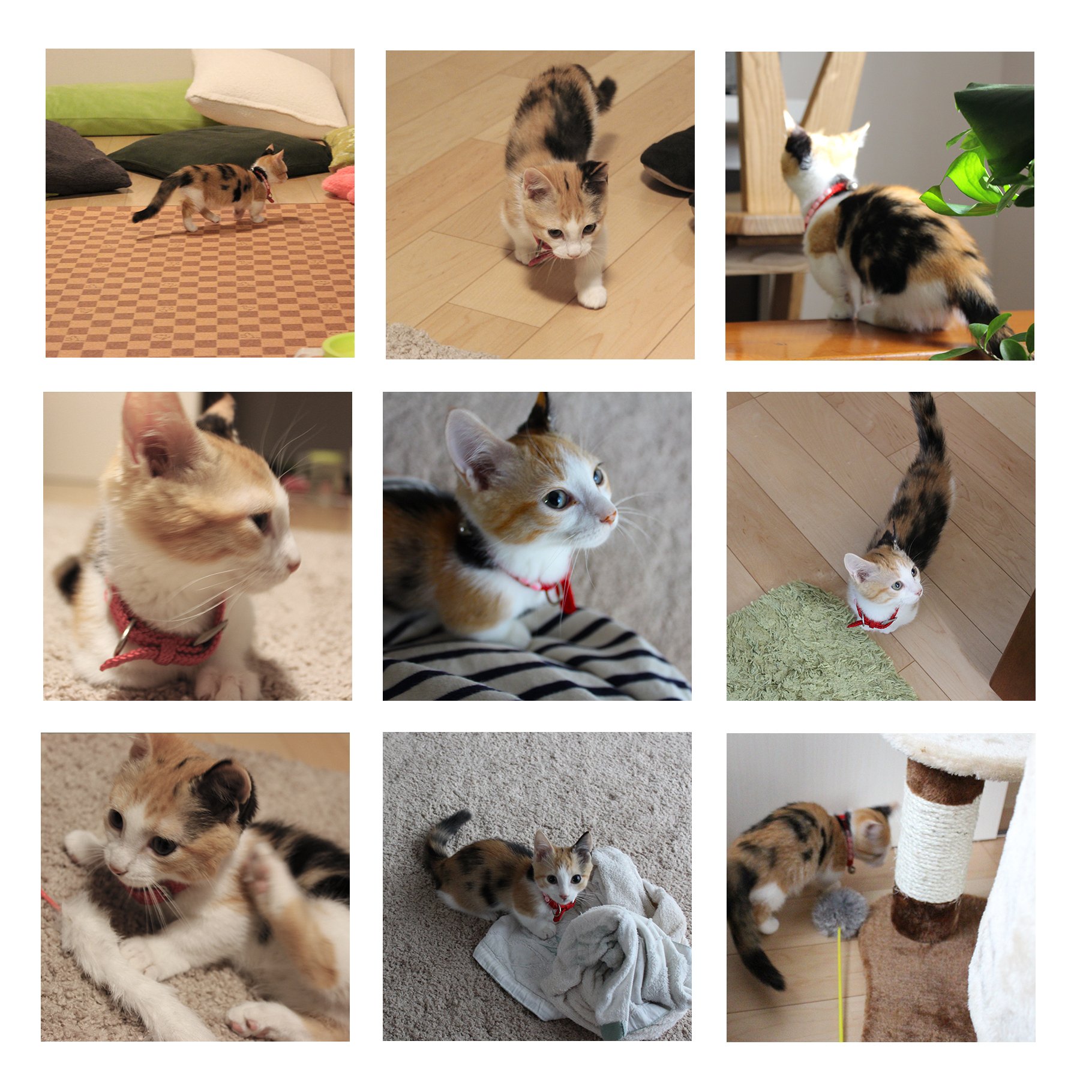 009】飼い猫ちゃんのZINEが完成！｜深谷みどり