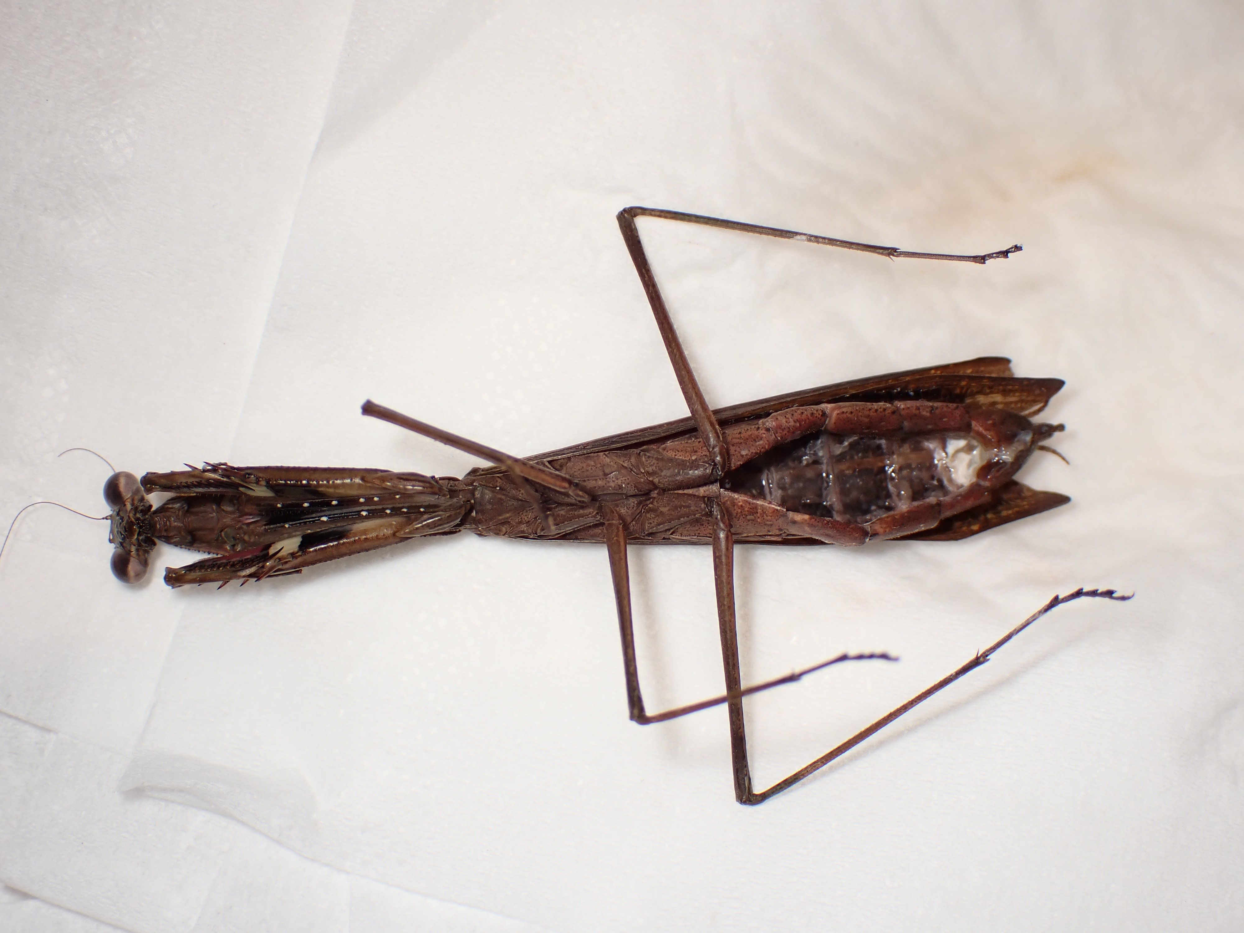 コカマキリ】 カマキリの標本づくり 〈⚠️閲覧注意〉｜アリさんニキ