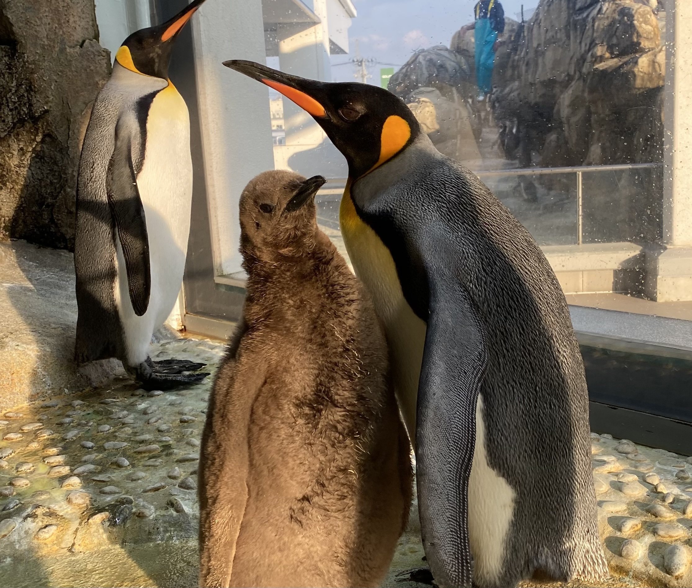 オウサマペンギンヒナについて｜仙台うみの杜水族館