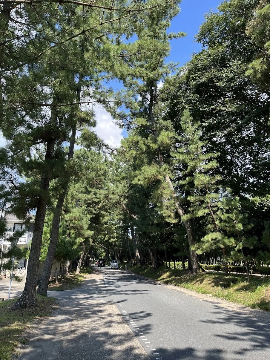 ぽん太の東海道歩き旅ダイジェスト版その3:松並木編|赤川ぽん太