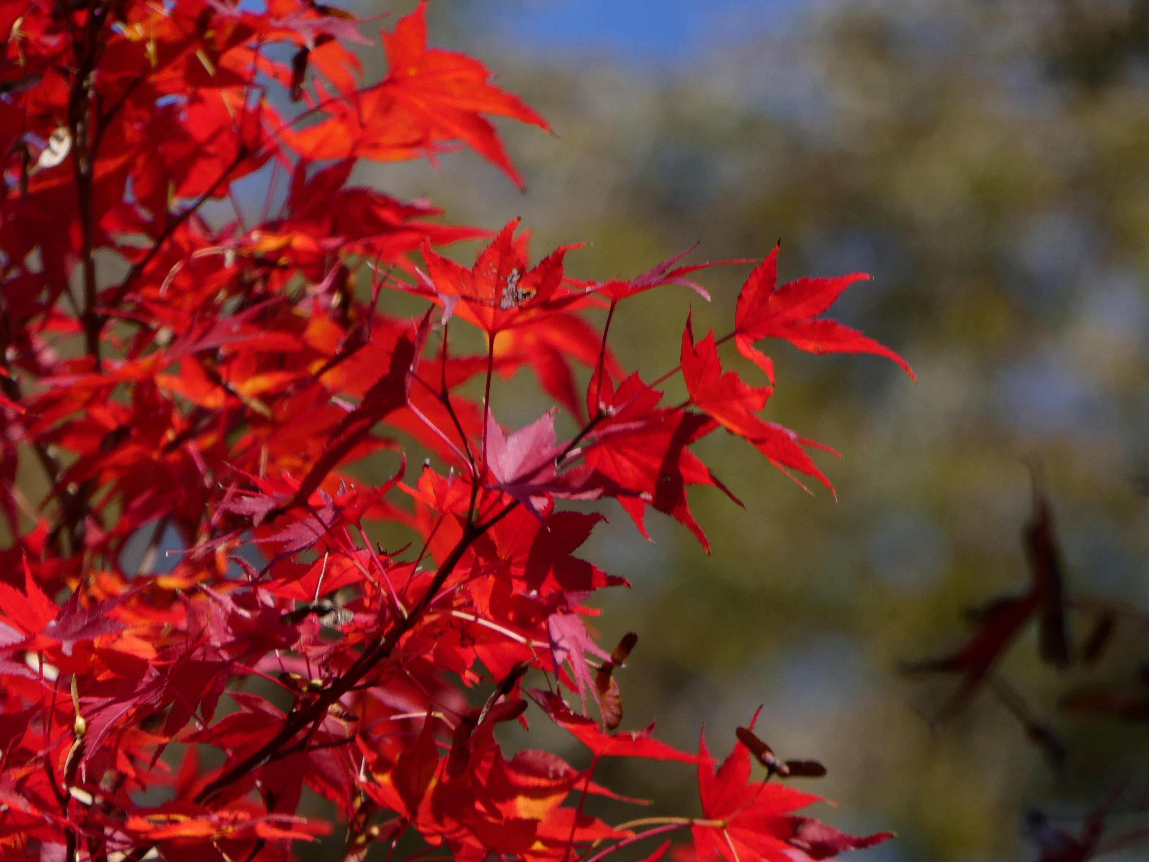 写真】紅葉狩り【2025.11.08】｜はっしー