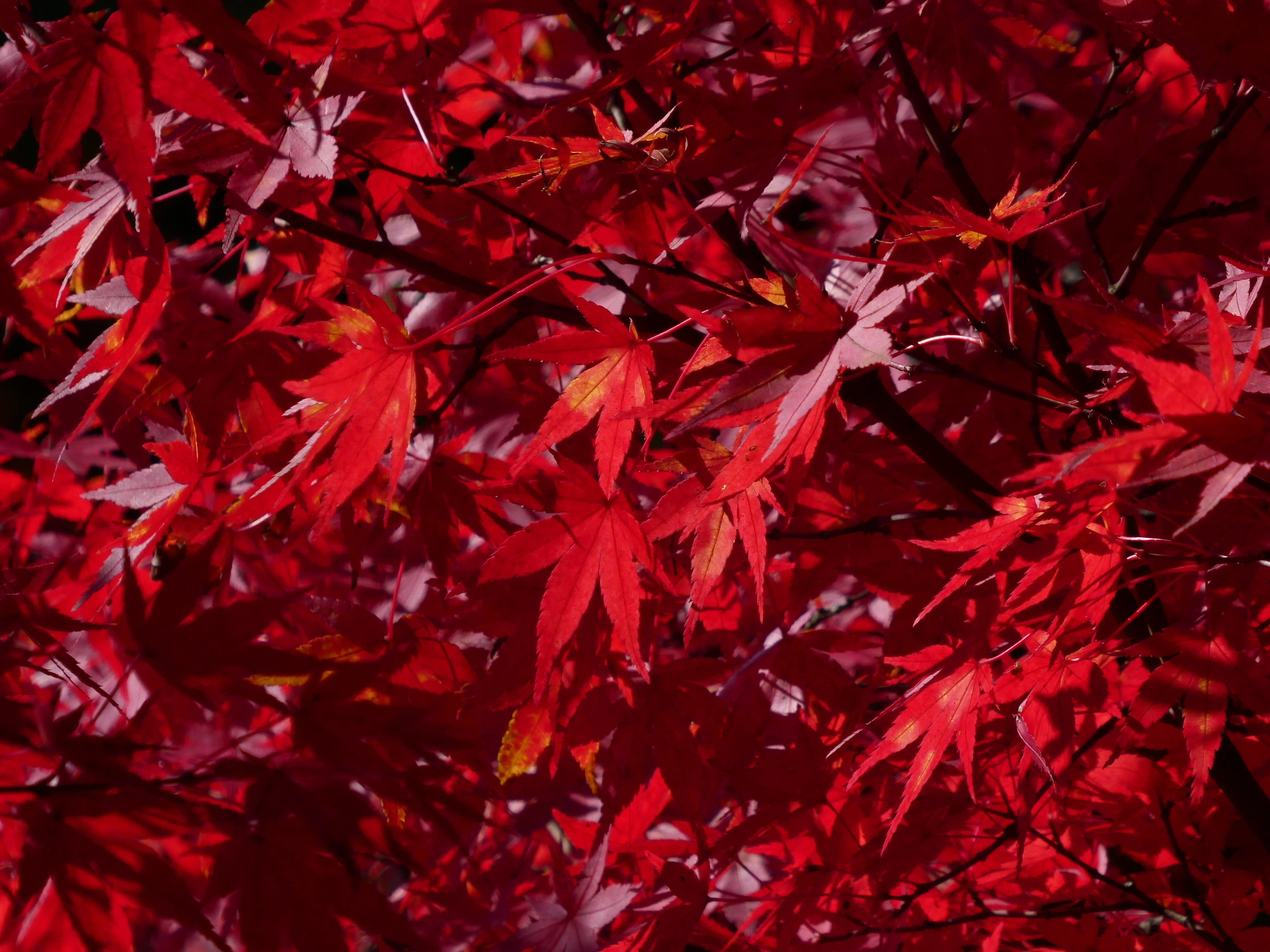 写真】紅葉狩り【2025.11.08】｜はっしー