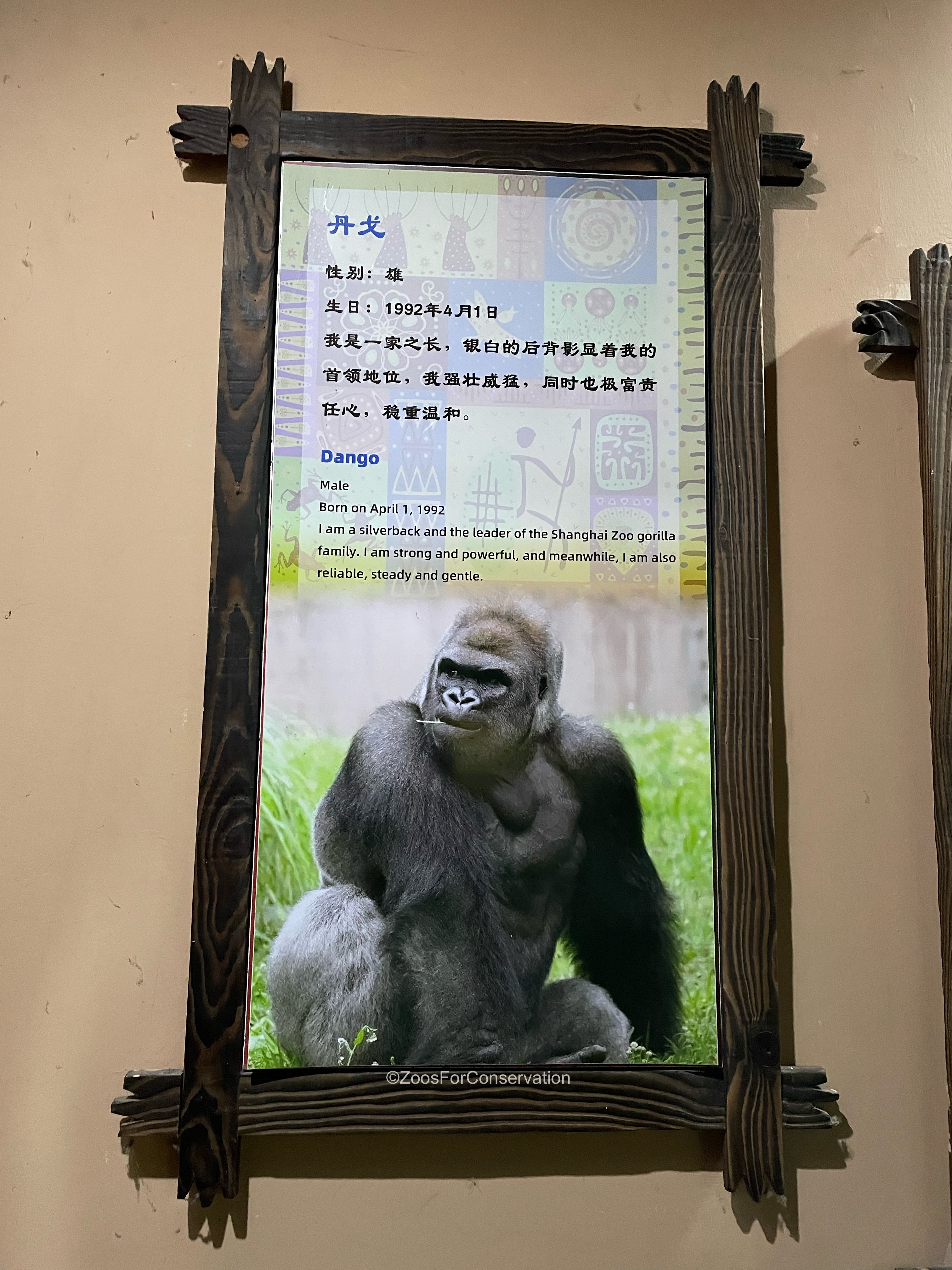 ゴリラページ 2025/11/30 ゴリラ舎のプロフィール #東山動植物園 #ニシゴリラ