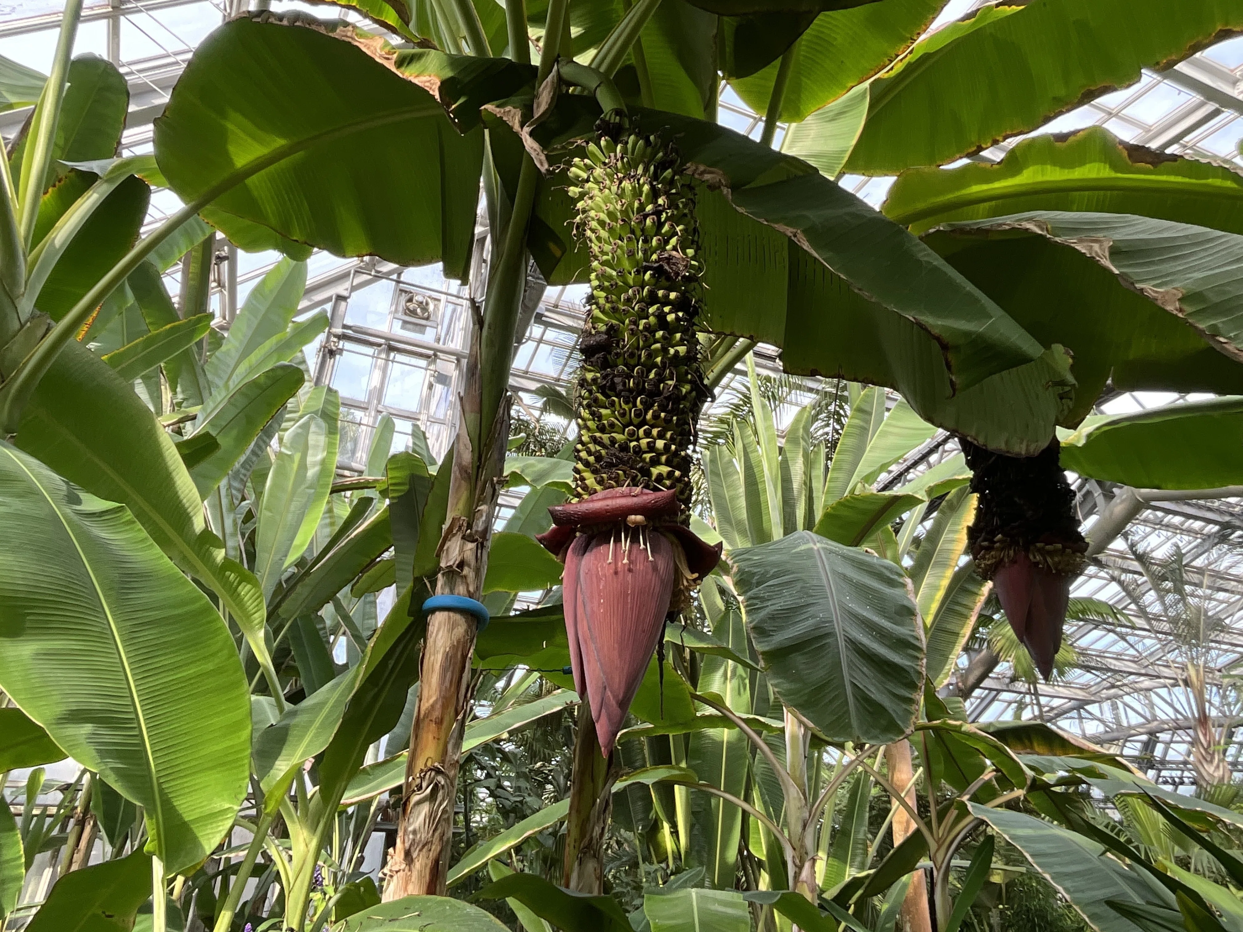 センナリバナナ（京都府立植物園）：2025年12月1日（月）｜藤井秀昭