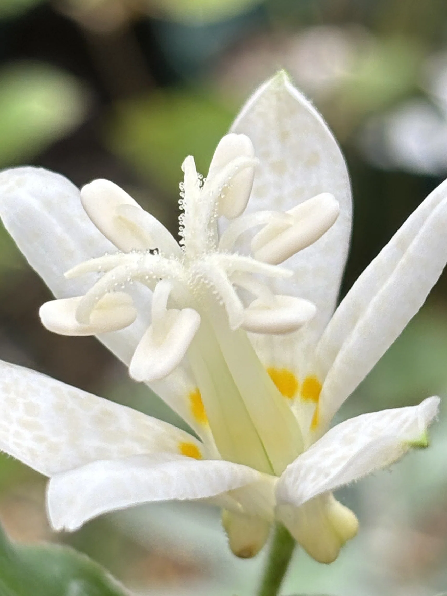 白花ホトトギス 真っ白と思っていたのに｜kawa