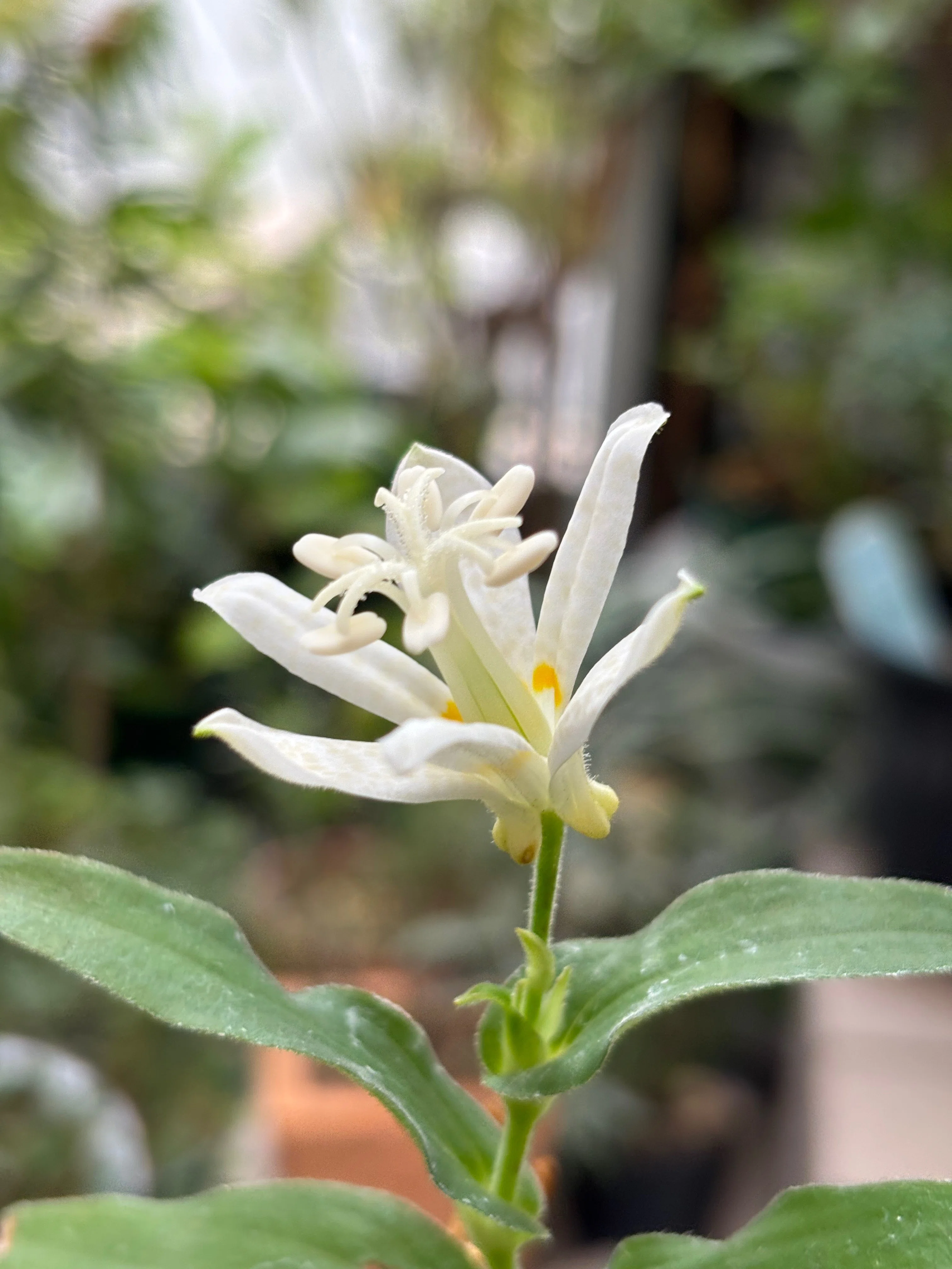 白花ホトトギス 真っ白と思っていたのに｜kawa
