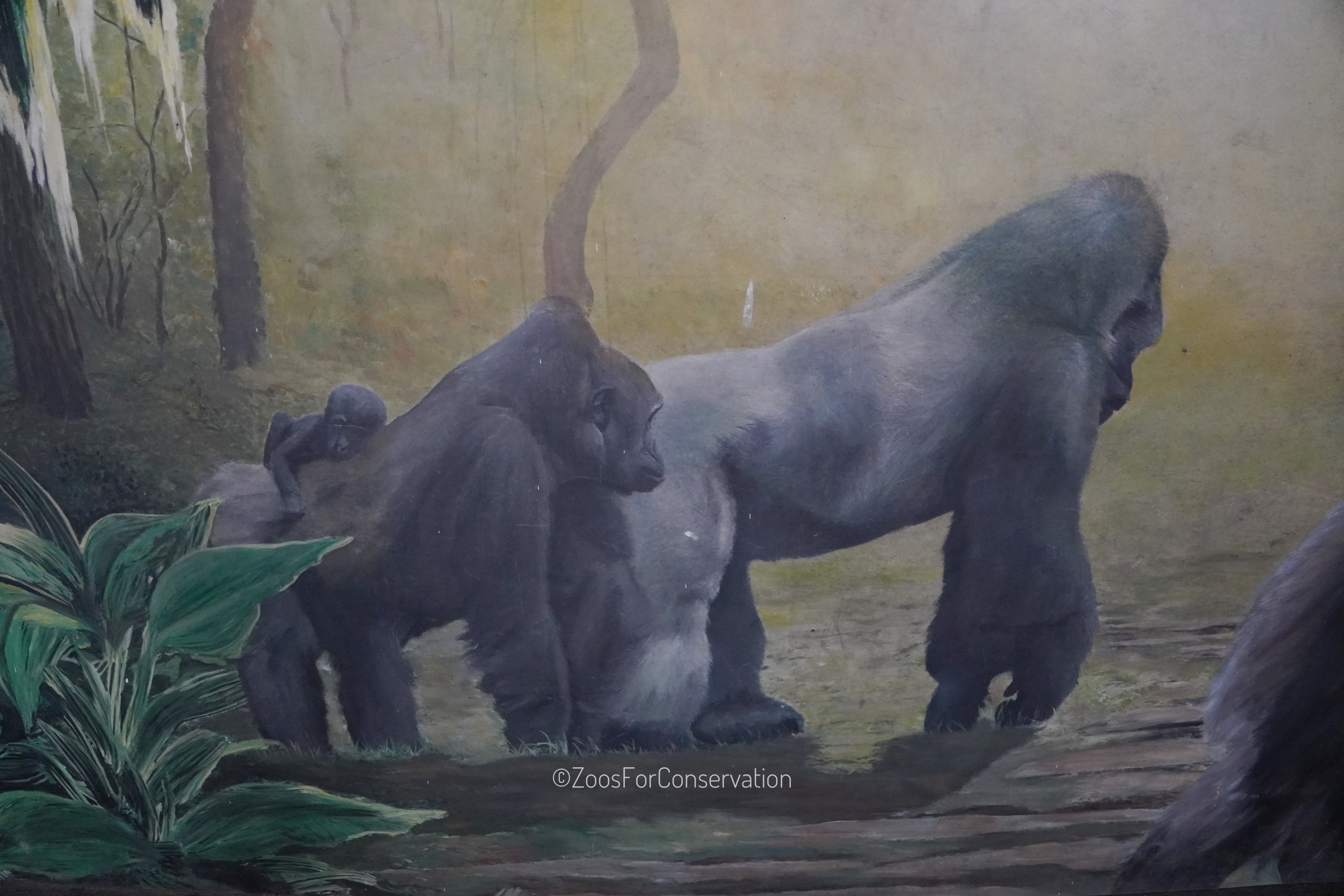 Shanghai Zoo 202511d1｜Zoos For Conservation