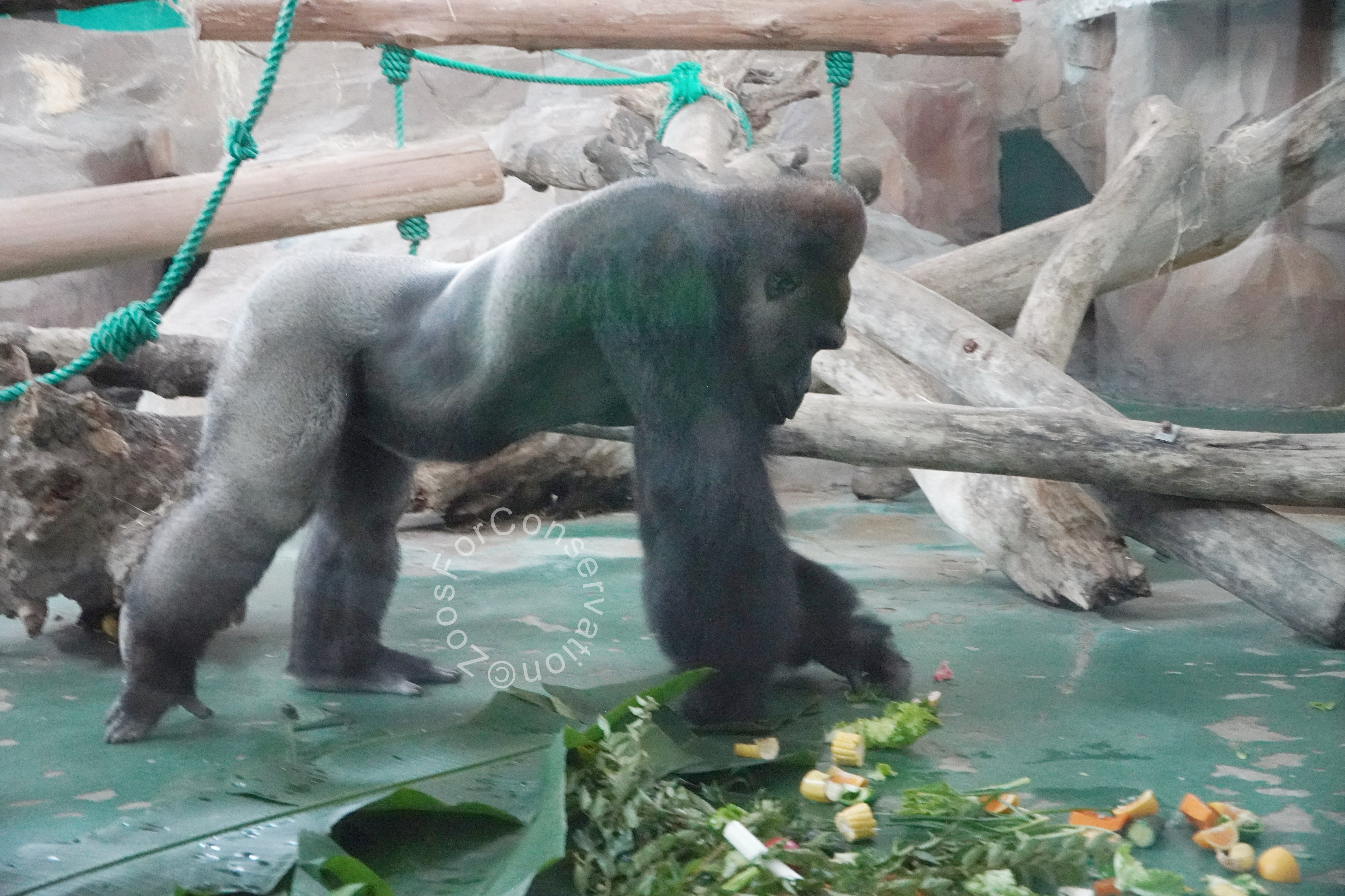 Shanghai Zoo 202511d1｜Zoos For Conservation