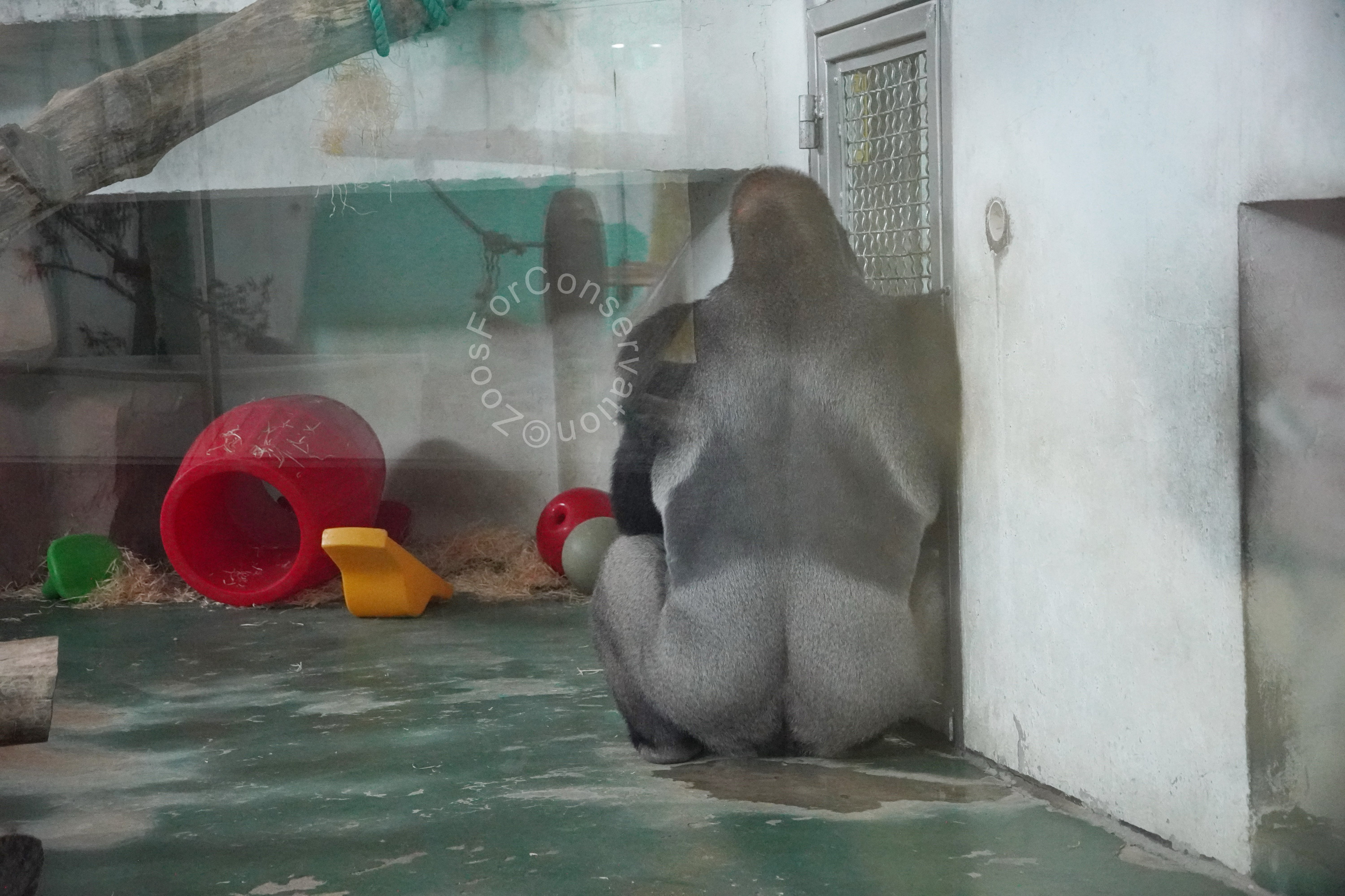 Shanghai Zoo 202511d1｜Zoos For Conservation