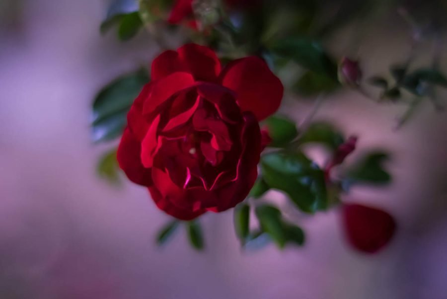 バラのライトアップ | X-T5 + 7artisans 50mm F1.1｜borichan | 旅する