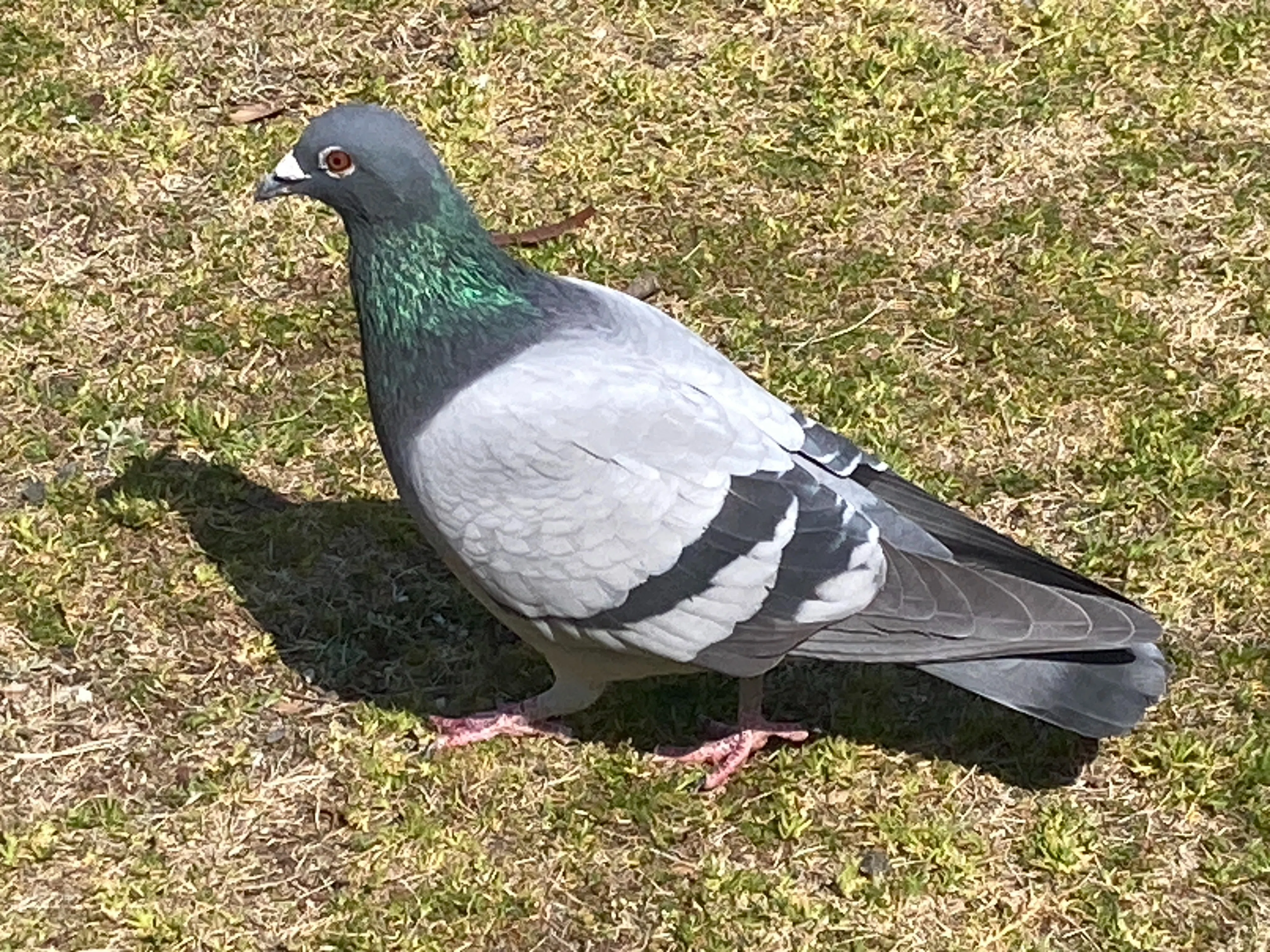 激カワ鳩を二次元美少女にするまでの試行錯誤とプロンプト｜ななみ