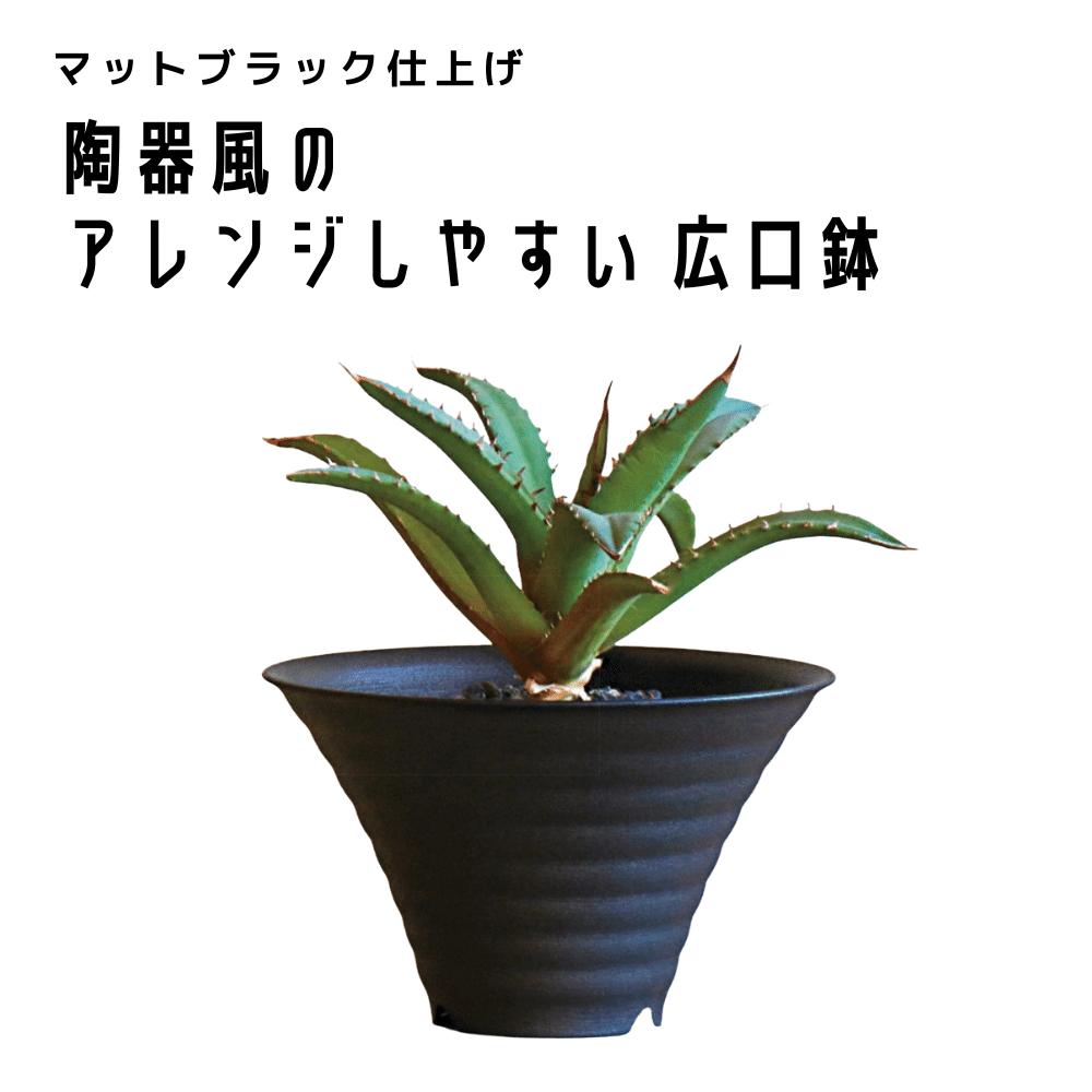 根塊植物】コーデックスってどんな植物？初心者でも失敗しない育て方