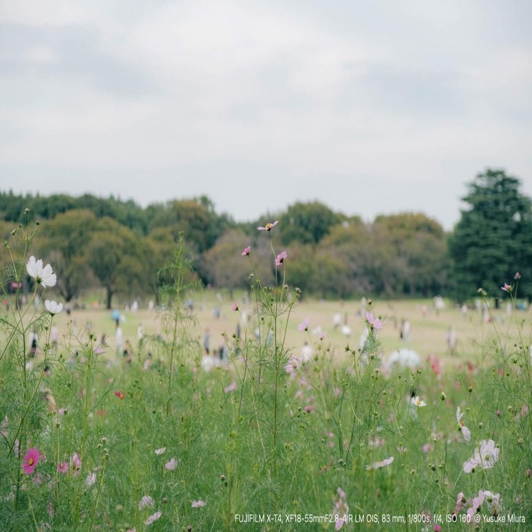 今年も、昭和記念公園の秋が始まった｜FUJIFILM X-T4｜Yusuke Miura