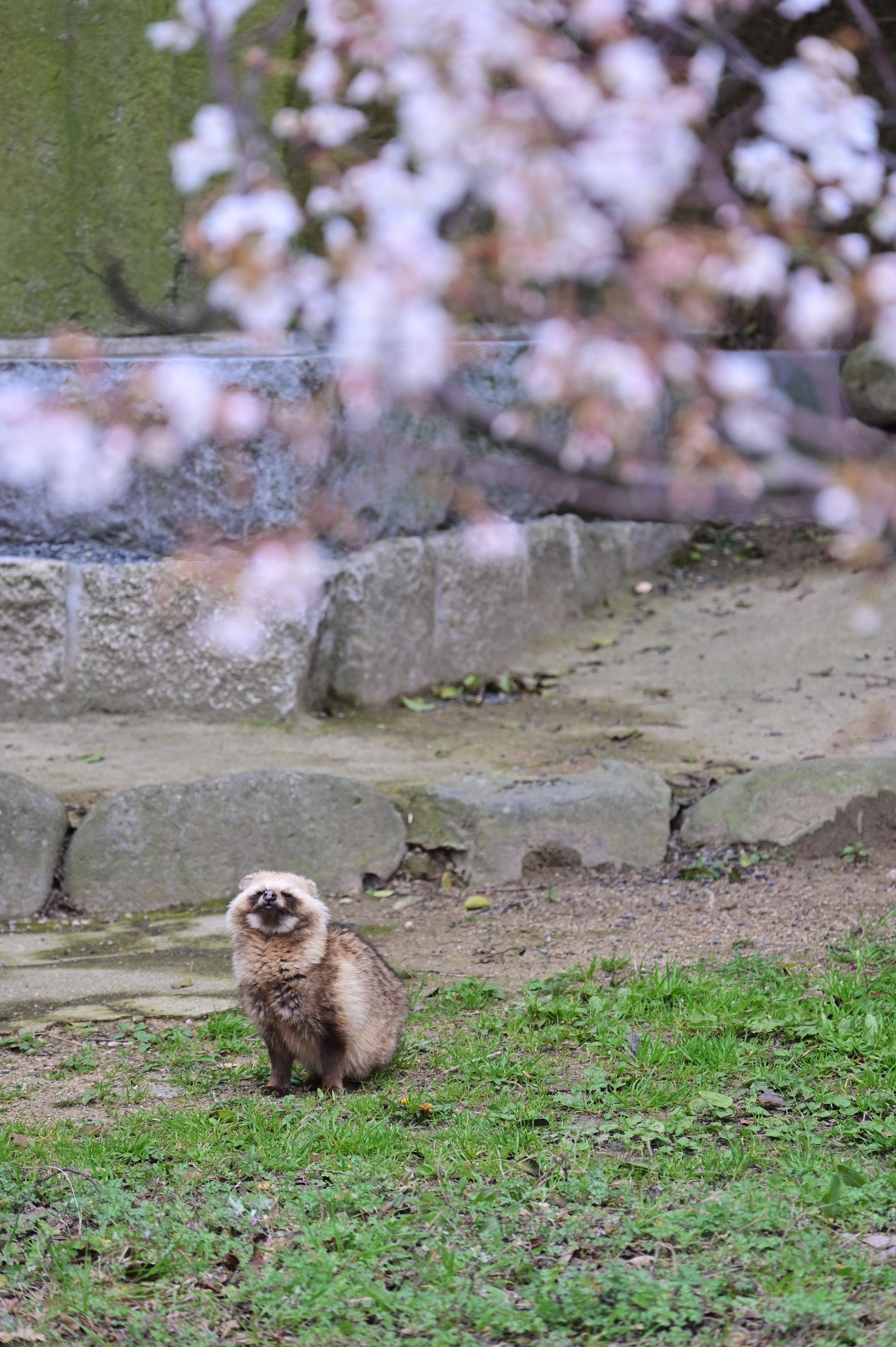 お気に入り写真】たぬきと桜｜ユキカゼ（深水千翔）