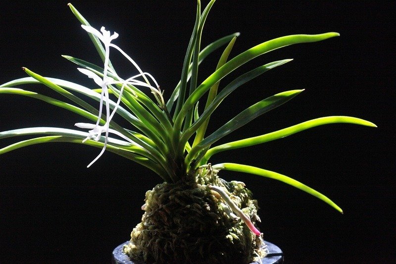 富貴蘭「龍爪」の花｜KJ Morison