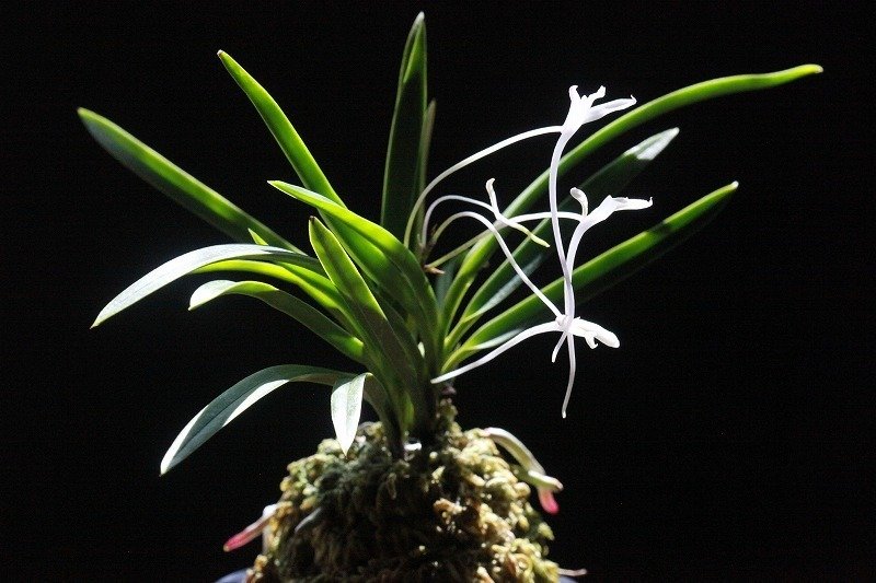 富貴蘭「龍爪」の花｜KJ Morison