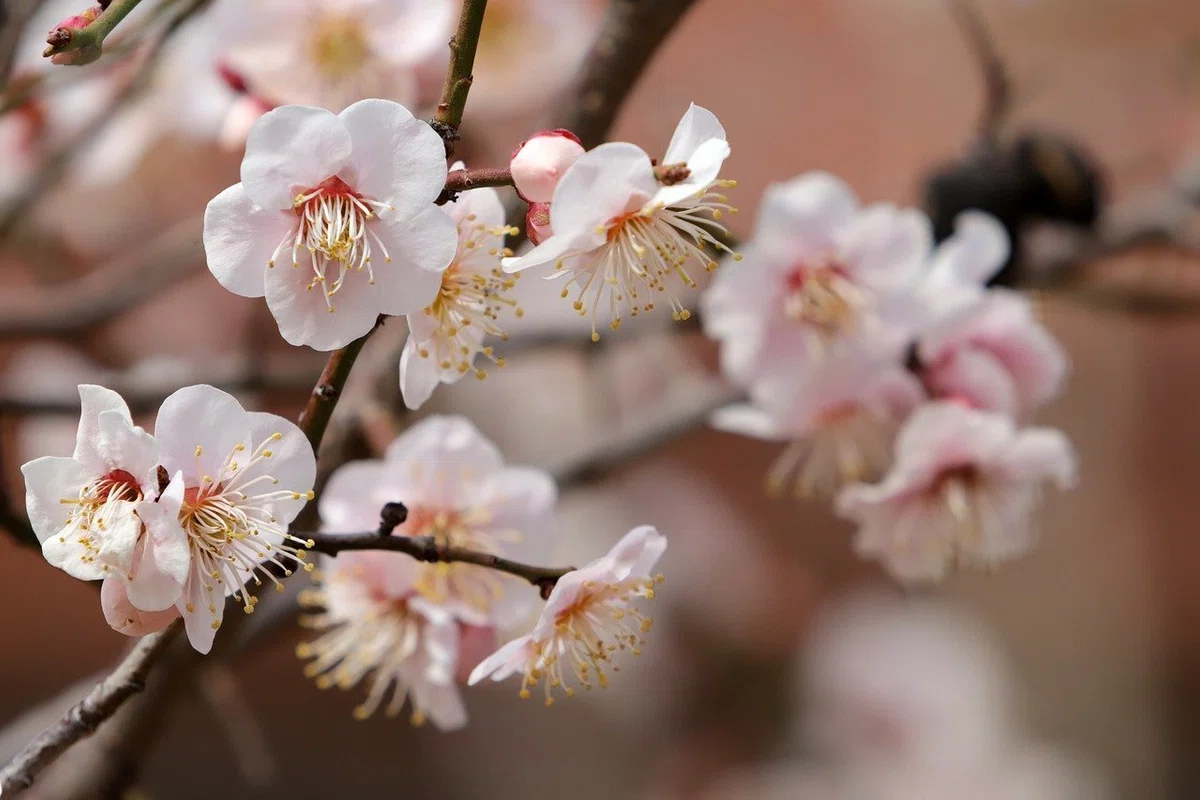 ウメ | 白き一輪に宿る和の香り｜Fioria｜花とハーブのWebメディア
