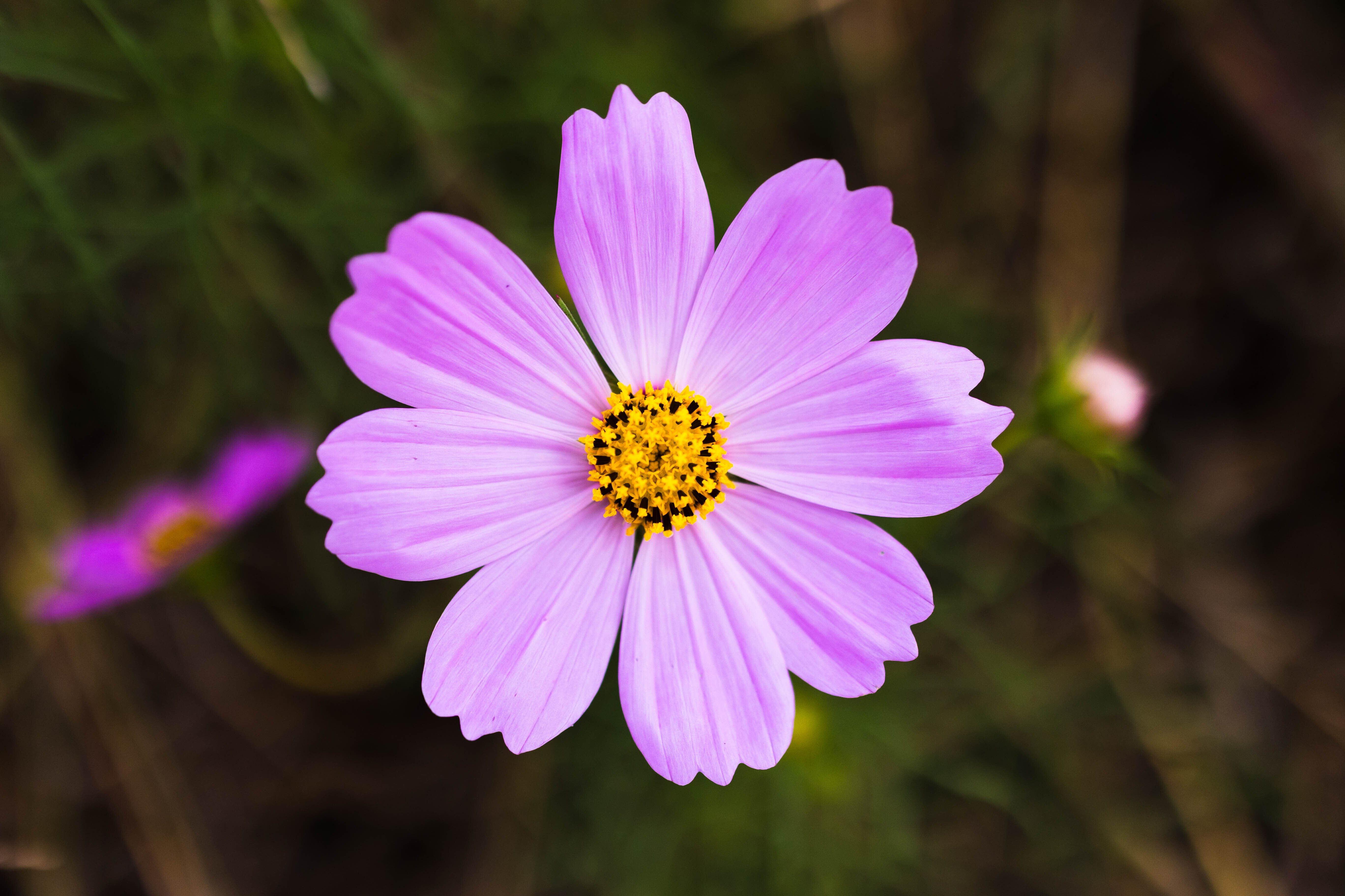 植物図鑑 – コスモス｜花写真家 だいひょう