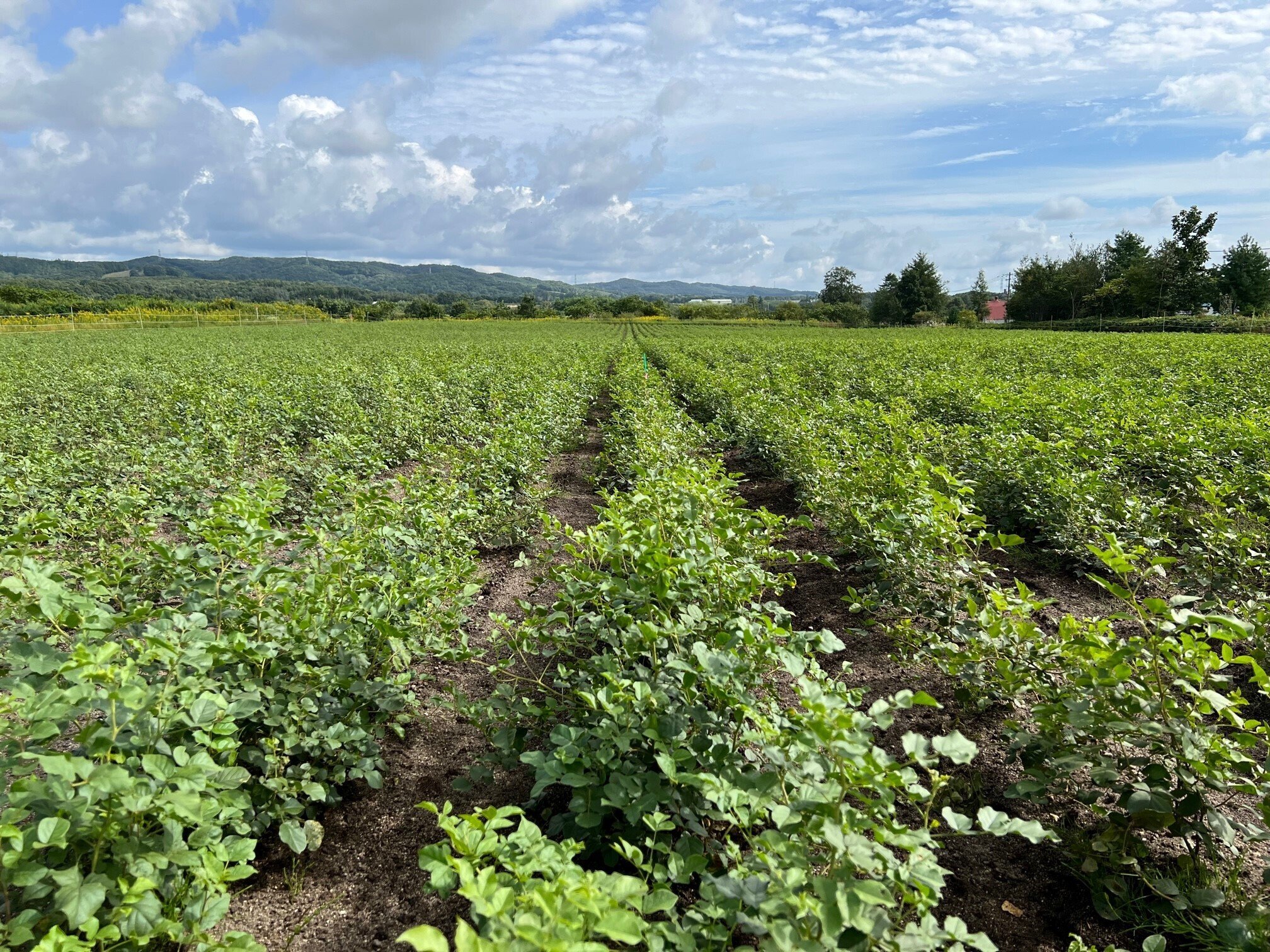 国産甘草を巡る旅vol.1 北海道から始まった、国産甘草の希望 ～王子