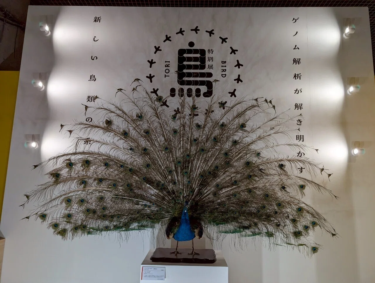 吟行】 特別展「鳥」｜たらちねmama