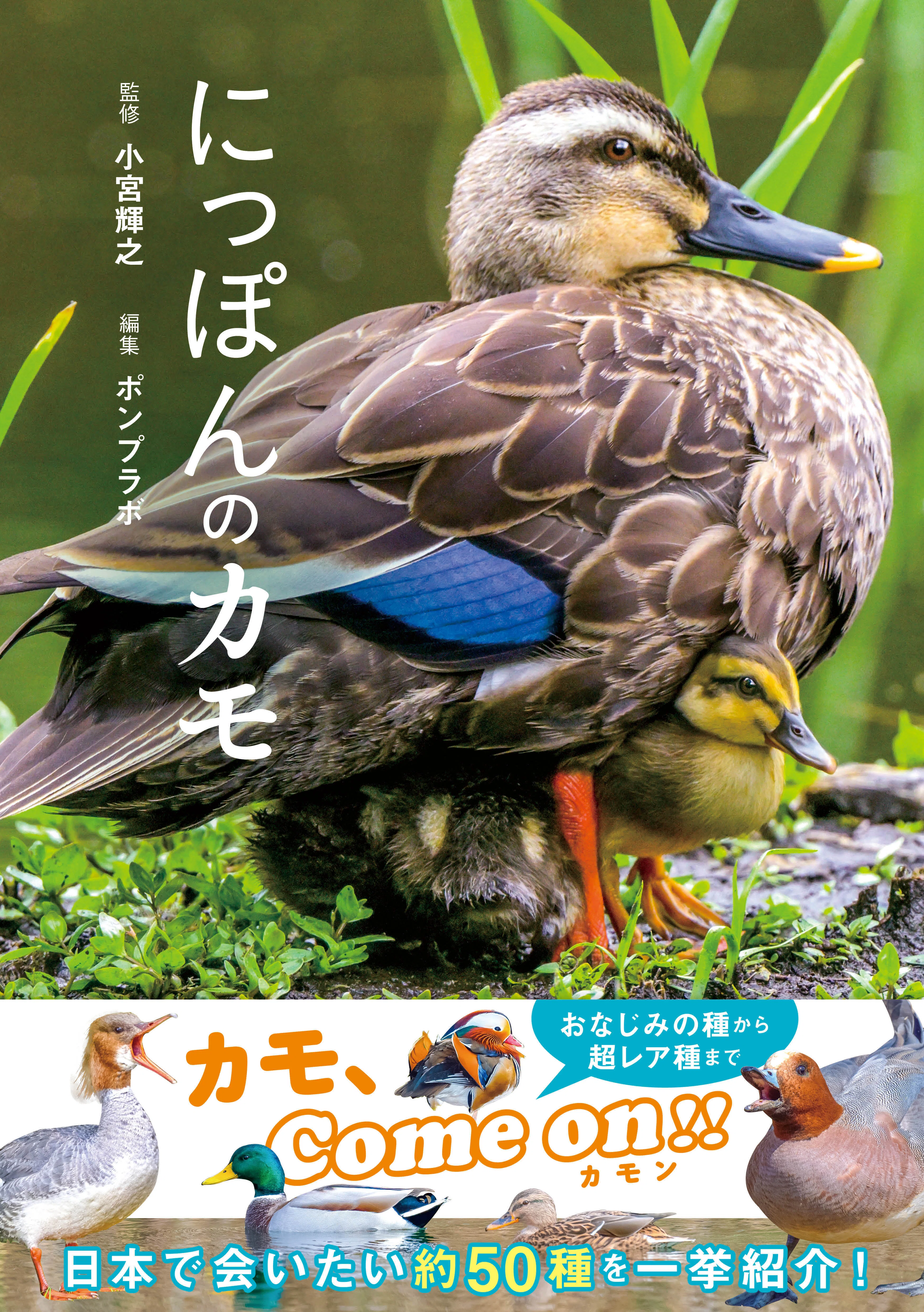 日本で会える 約50種を美麗写真で一挙紹介！『にっぽんのカモ』が11月