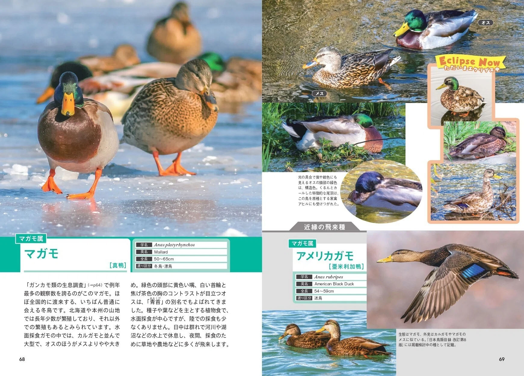 日本で会える 約50種を美麗写真で一挙紹介！『にっぽんのカモ』が11月