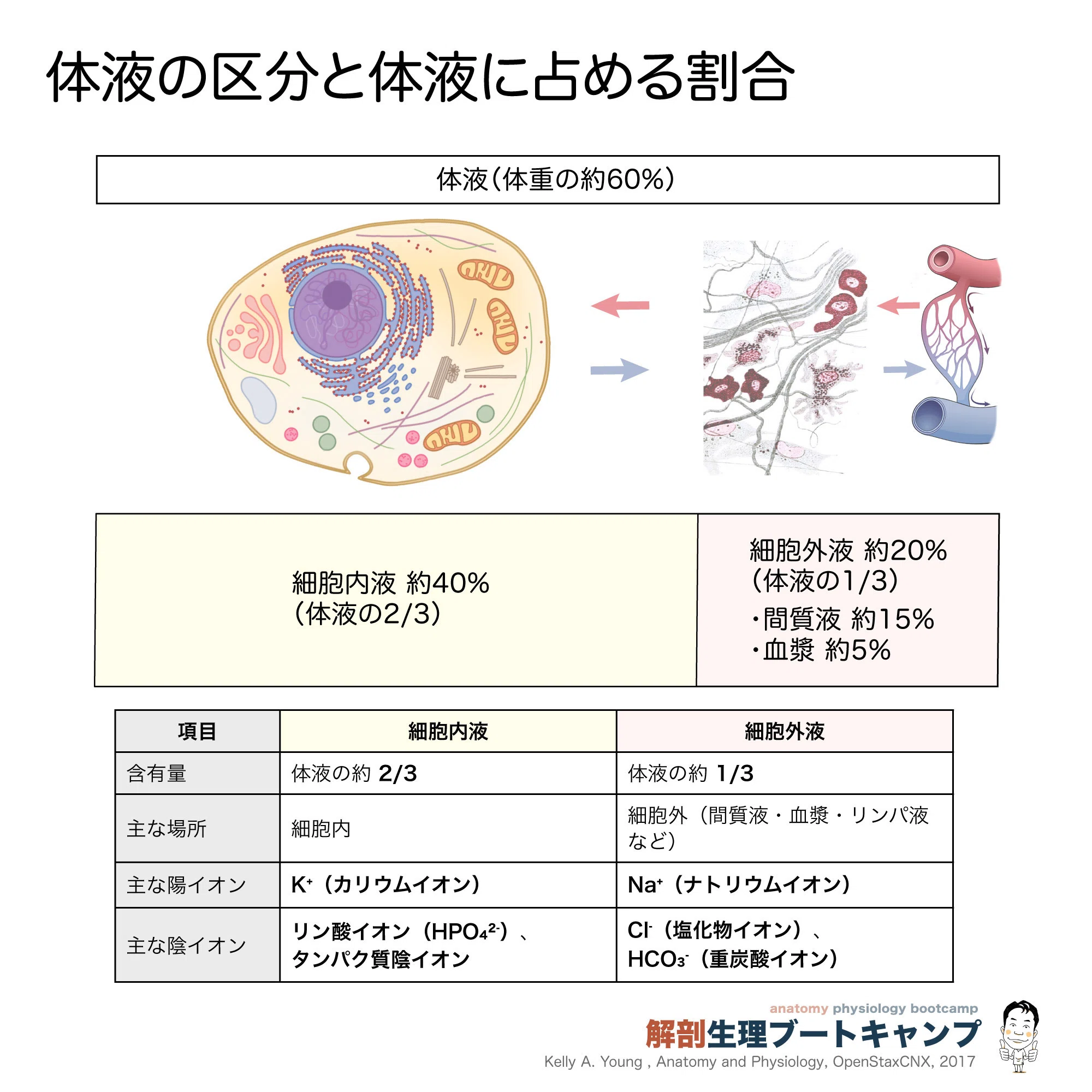 細胞外液は約5億2,000万年前の海水濃度｜かずひろ先生（黒澤一弘｜解剖